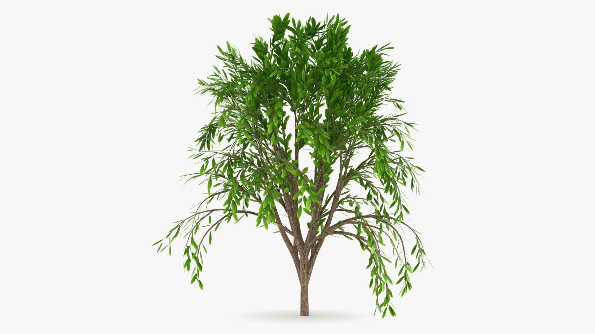 Tree Collection model https://p.turbosquid.com/ts-thumb/5c/jHWL3q/EA/treecalli_v3_b0000/jpg/1657440407/1920x1080/fit_q87/1507f5223f1c2c3947aafb9e87f87fc6da5cfbb6/treecalli_v3_b0000.jpg