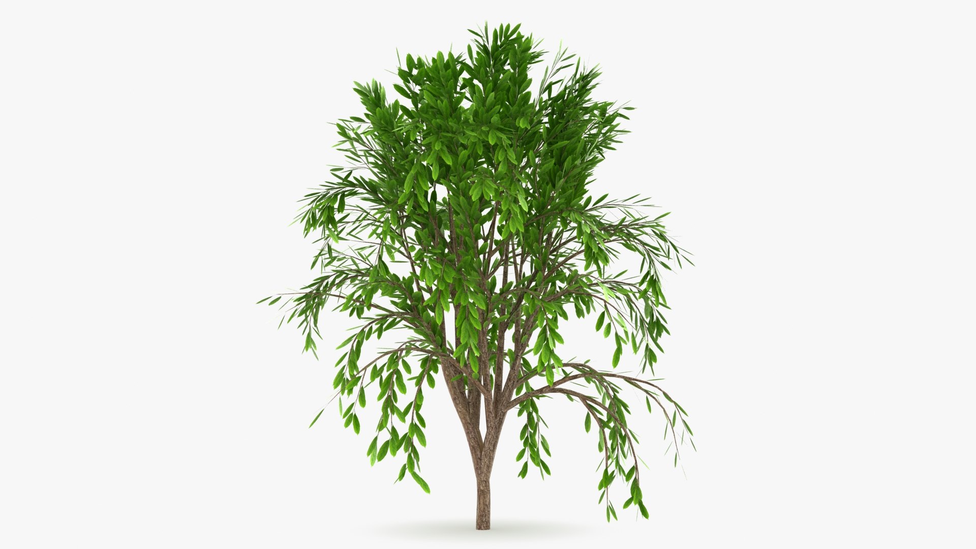 Tree Collection model https://p.turbosquid.com/ts-thumb/5c/jHWL3q/OQ/treecalli_v3_b0002/jpg/1657440405/1920x1080/fit_q87/edc3e94ce7181e0a4303b40fddefb2f95408d8a5/treecalli_v3_b0002.jpg