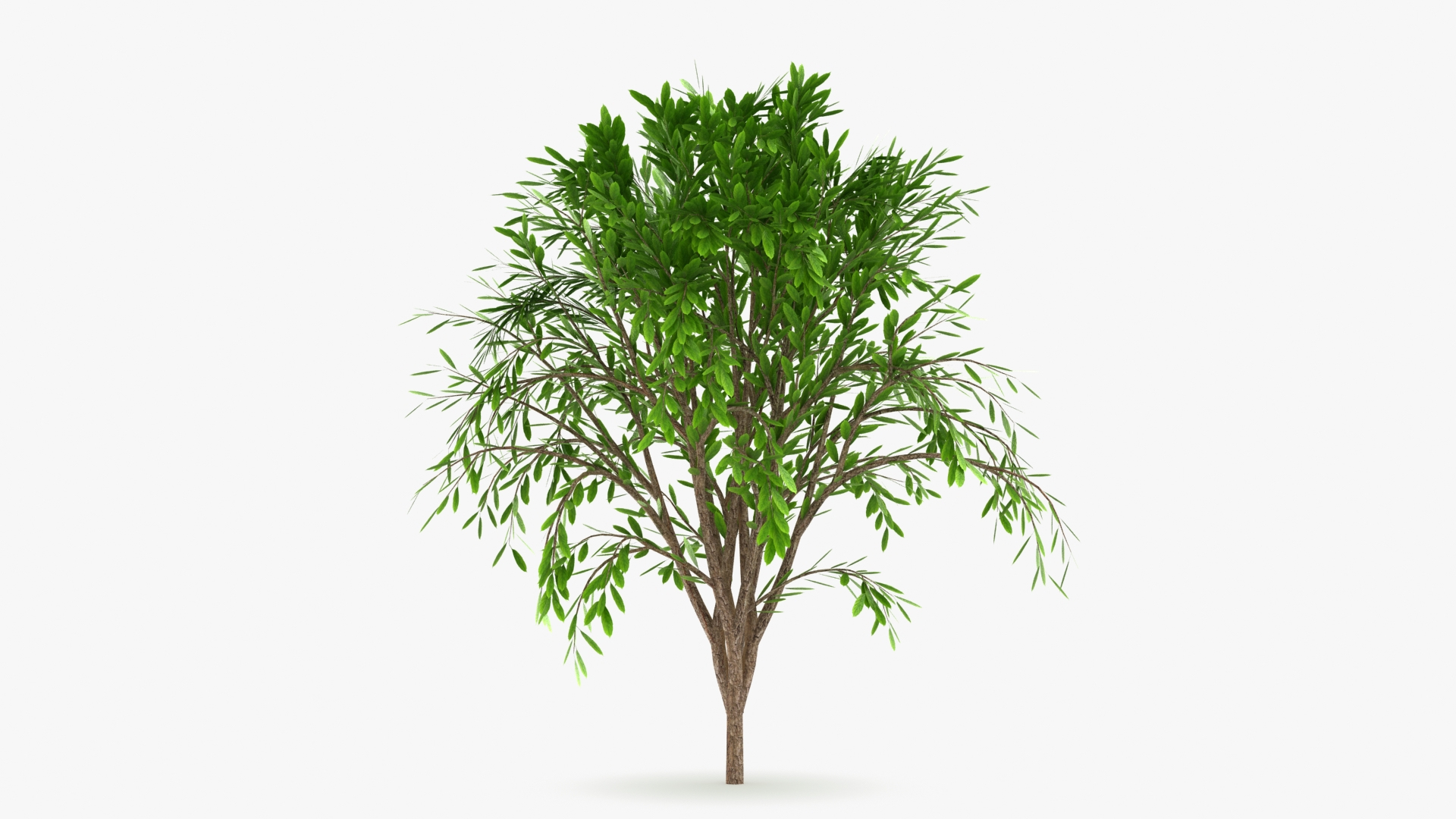 Tree Collection model https://p.turbosquid.com/ts-thumb/5c/jHWL3q/Vv/treecalli_v5/jpg/1657660530/1920x1080/turn_fit_q99/c8f045e70c2ae12cf3418899ff82ab534d8cb304/treecalli_v5-1.jpg