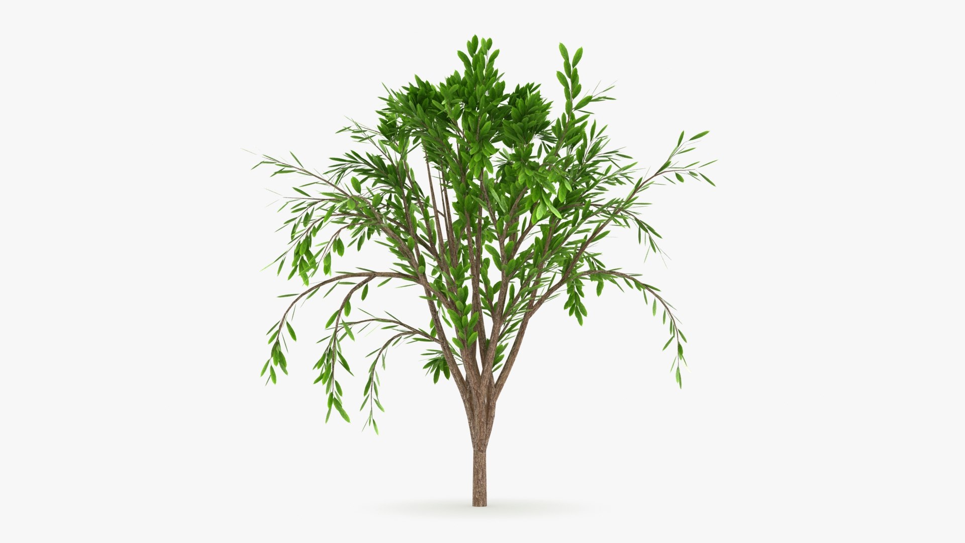 Tree Collection model https://p.turbosquid.com/ts-thumb/5c/jHWL3q/f2/treecalli_v2_b0002/jpg/1657291980/1920x1080/fit_q87/8165861bf166490799ee9ba73a04fda3366c7c34/treecalli_v2_b0002.jpg