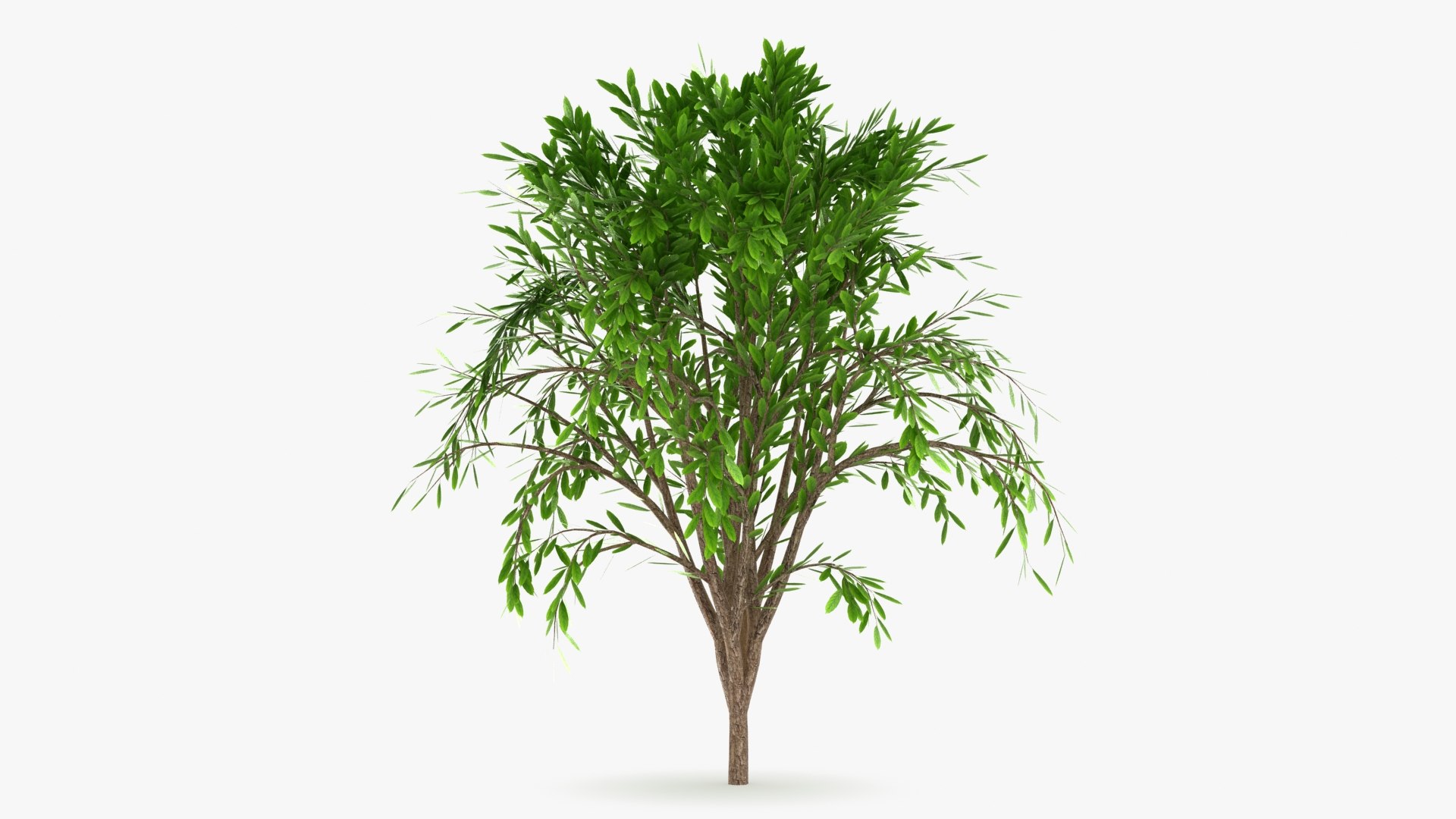 Tree Collection model https://p.turbosquid.com/ts-thumb/5c/jHWL3q/mE/treecalli_v5_b0000/jpg/1657660561/1920x1080/fit_q87/6c3b9f5ab3877442205bedcfc3fd715c0e3a03a8/treecalli_v5_b0000.jpg