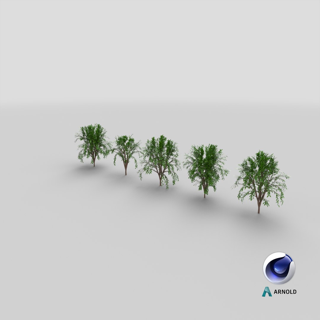 Tree Collection model https://p.turbosquid.com/ts-thumb/5c/jHWL3q/o7/stemcell_cinema_4d_arnold_render/png/1658920587/1920x1080/fit_q87/d38b6b680f9ea440d70f8b6fb9f5c0ea40773bc5/stemcell_cinema_4d_arnold_render.jpg