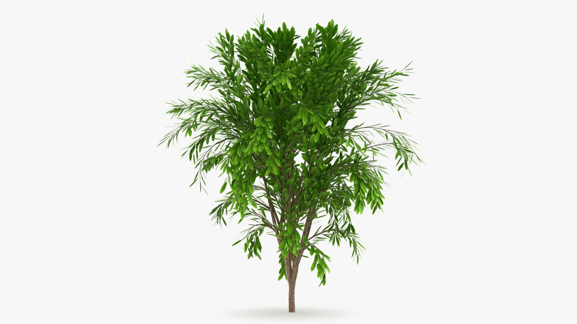 Tree Collection model https://p.turbosquid.com/ts-thumb/5c/jHWL3q/rt/treecalli_v4_b0000/jpg/1657660239/1920x1080/fit_q87/f66113676980e930e0d07893407817c23cd9e2c4/treecalli_v4_b0000.jpg