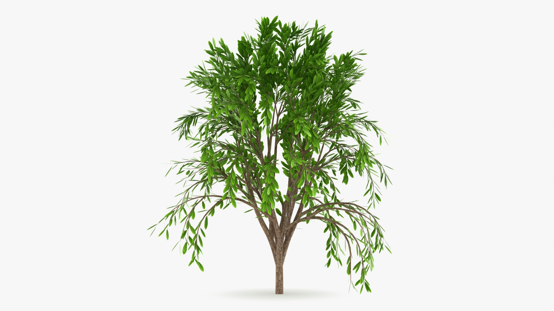 Tree Collection model https://p.turbosquid.com/ts-thumb/5c/jHWL3q/sM/treecalli_v3/jpg/1657440344/1920x1080/turn_fit_q99/77ab717aa74a67780a9e210d19cef23e7784672d/treecalli_v3-1.jpg