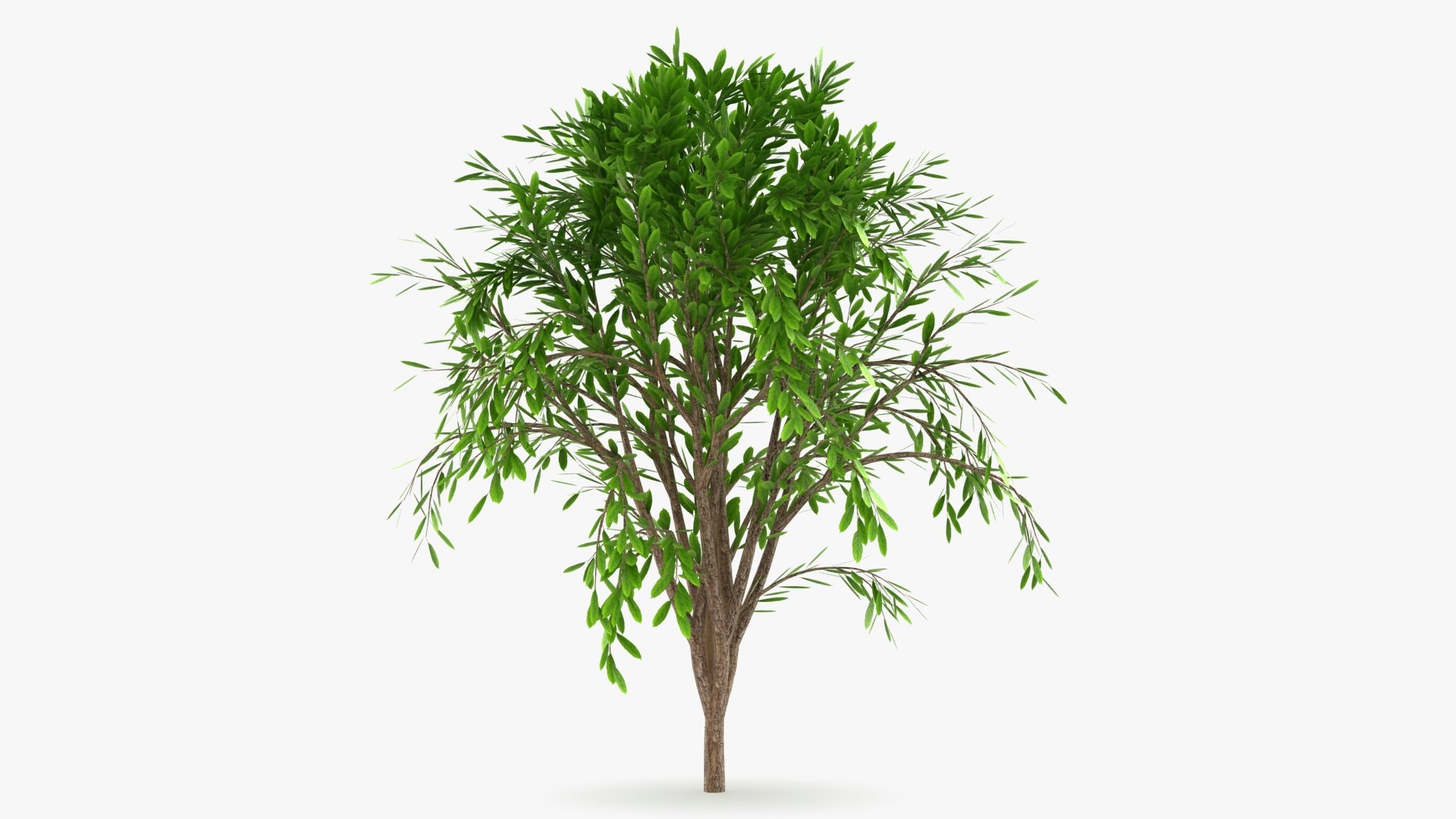 Tree Collection model https://p.turbosquid.com/ts-thumb/5c/jHWL3q/v3/treecalli_v5_b0002/jpg/1657660563/1920x1080/fit_q87/49ecc5121dd57467612a60f551be28b0f17430c5/treecalli_v5_b0002.jpg
