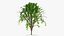 Tree Collection