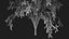 Tree Collection