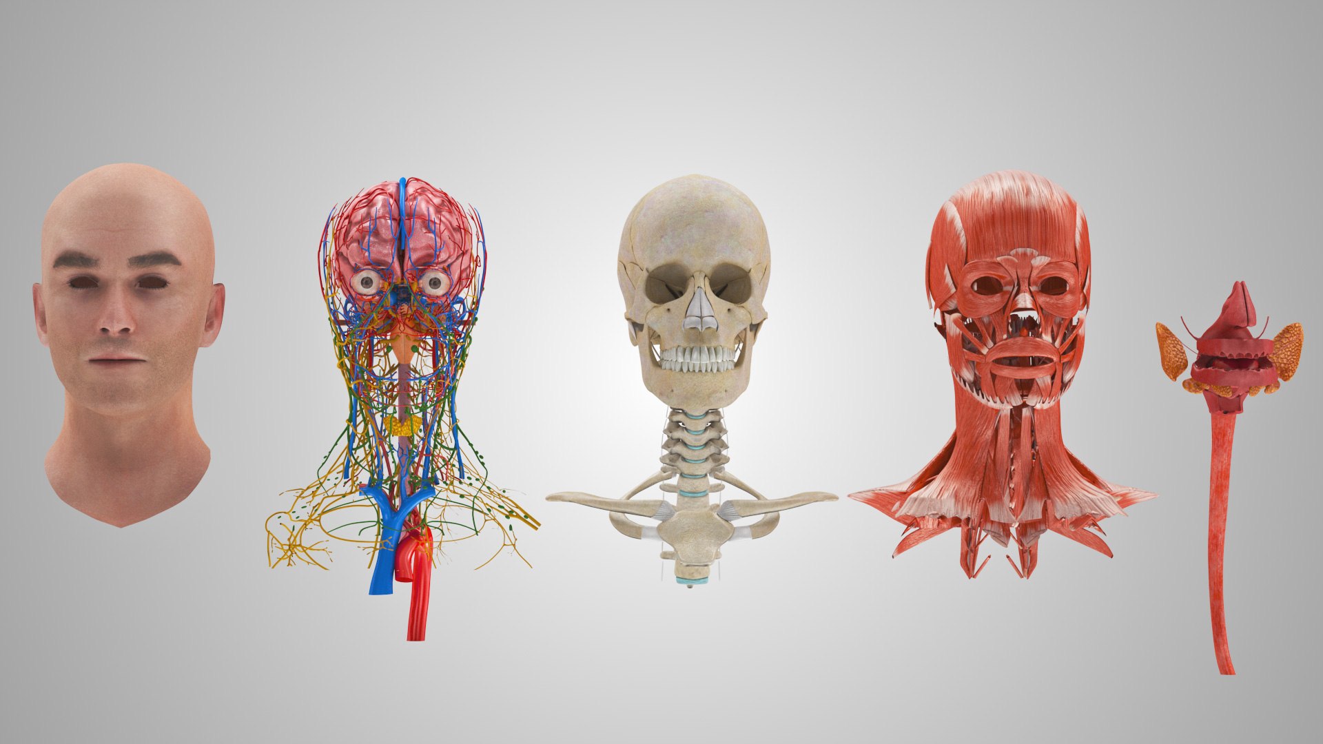 3D model Full human head anatomy https://p.turbosquid.com/ts-thumb/5c/nRsAX9/0Y/humanheadanatomy_00077/jpg/1657565059/1920x1080/fit_q87/49b8a7f4364325838a416ad87c0660698efba9df/humanheadanatomy_00077.jpg