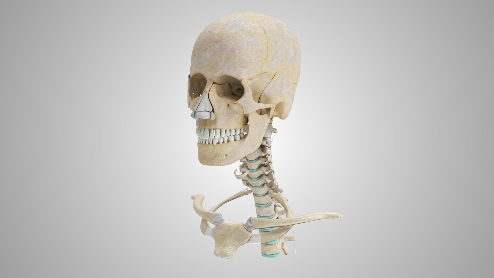 3D model Full human head anatomy https://p.turbosquid.com/ts-thumb/5c/nRsAX9/1g/humanheadanatomy_00098/jpg/1657565079/1920x1080/fit_q87/23191b841e32da7e998088682e42de4de4a645dd/humanheadanatomy_00098.jpg