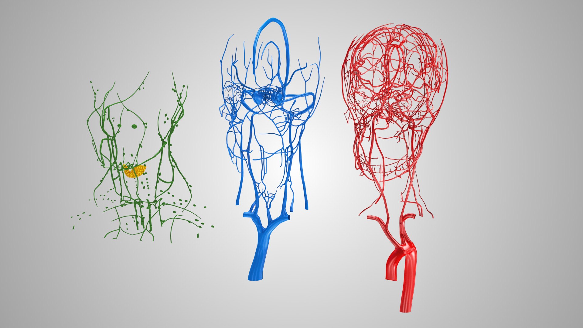 3D model Full human head anatomy https://p.turbosquid.com/ts-thumb/5c/nRsAX9/3S/humanheadanatomy_00106/jpg/1657565085/1920x1080/fit_q87/d1be4fcfae335537c11a3e87ad3dc13ec20fe540/humanheadanatomy_00106.jpg