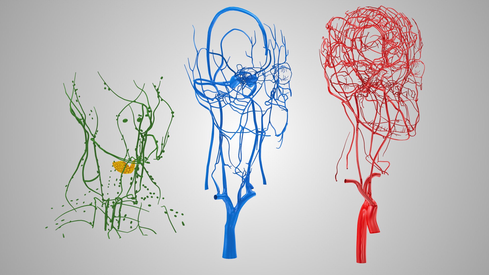 3D model Full human head anatomy https://p.turbosquid.com/ts-thumb/5c/nRsAX9/5u/humanheadanatomy_00108/jpg/1657565085/1920x1080/fit_q87/52127dae6124d1c6cb04d8c72548adc9e04ddba0/humanheadanatomy_00108.jpg
