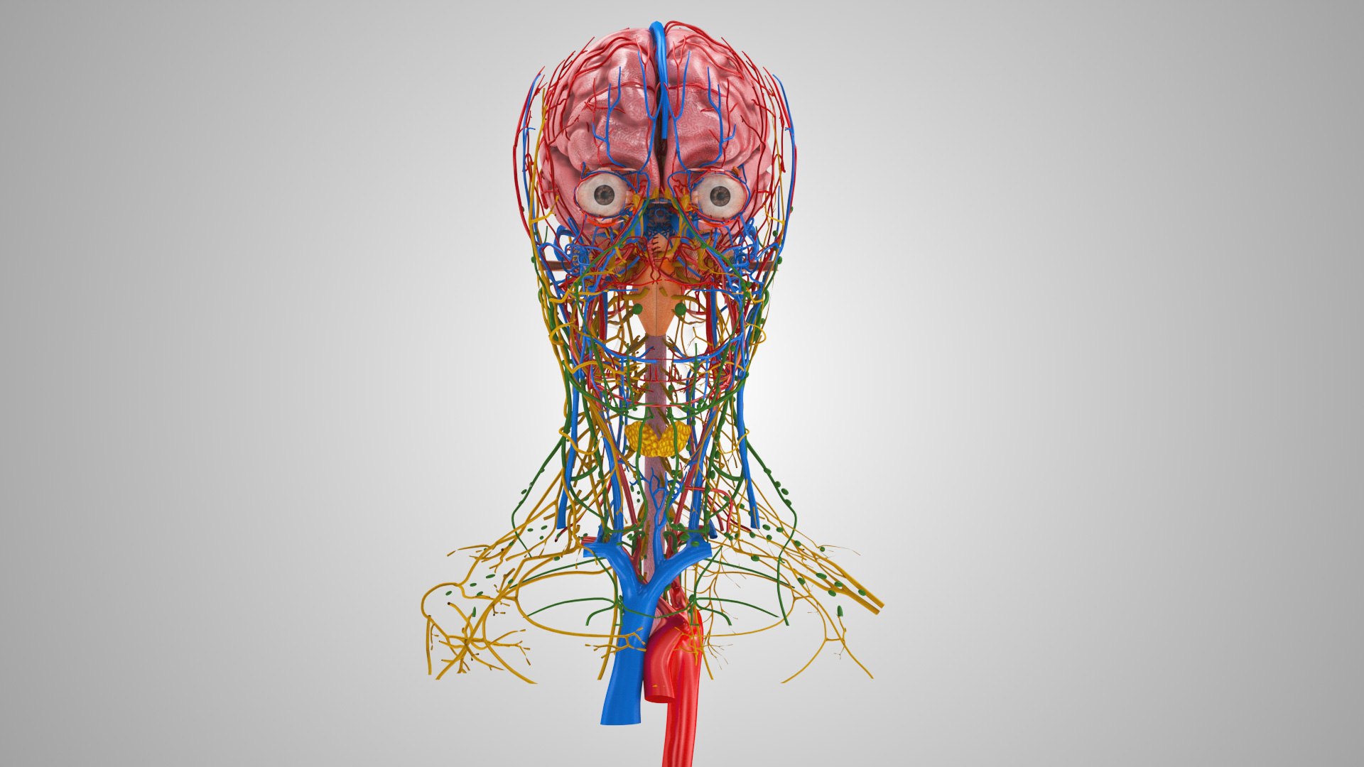 3D model Full human head anatomy https://p.turbosquid.com/ts-thumb/5c/nRsAX9/Hw/humanheadanatomy_00078/jpg/1657565059/1920x1080/fit_q87/c84e0f1cb893cf3c2ae46f8772e71ea0b264a51e/humanheadanatomy_00078.jpg