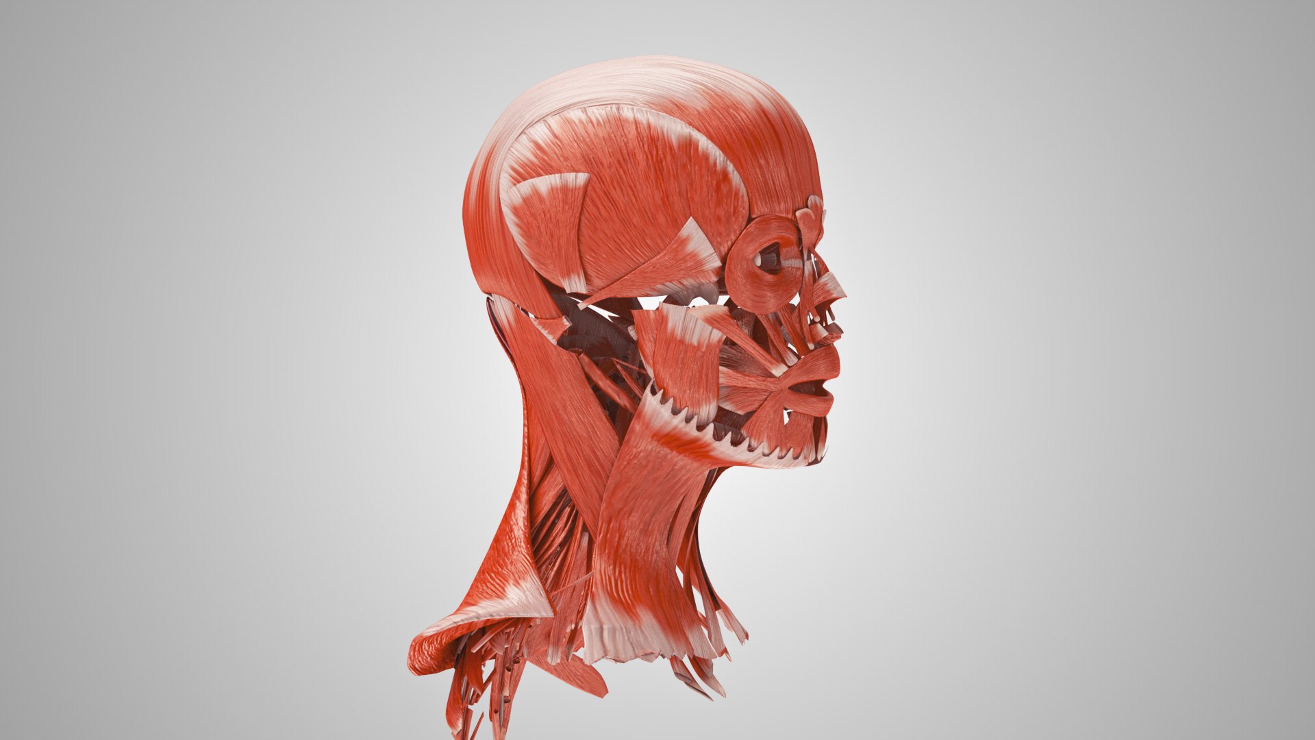 3D model Full human head anatomy https://p.turbosquid.com/ts-thumb/5c/nRsAX9/IS/humanheadanatomy_00103/jpg/1657565081/1920x1080/fit_q87/6bed87322b27165ab759e4d15d761199f2e0804a/humanheadanatomy_00103.jpg
