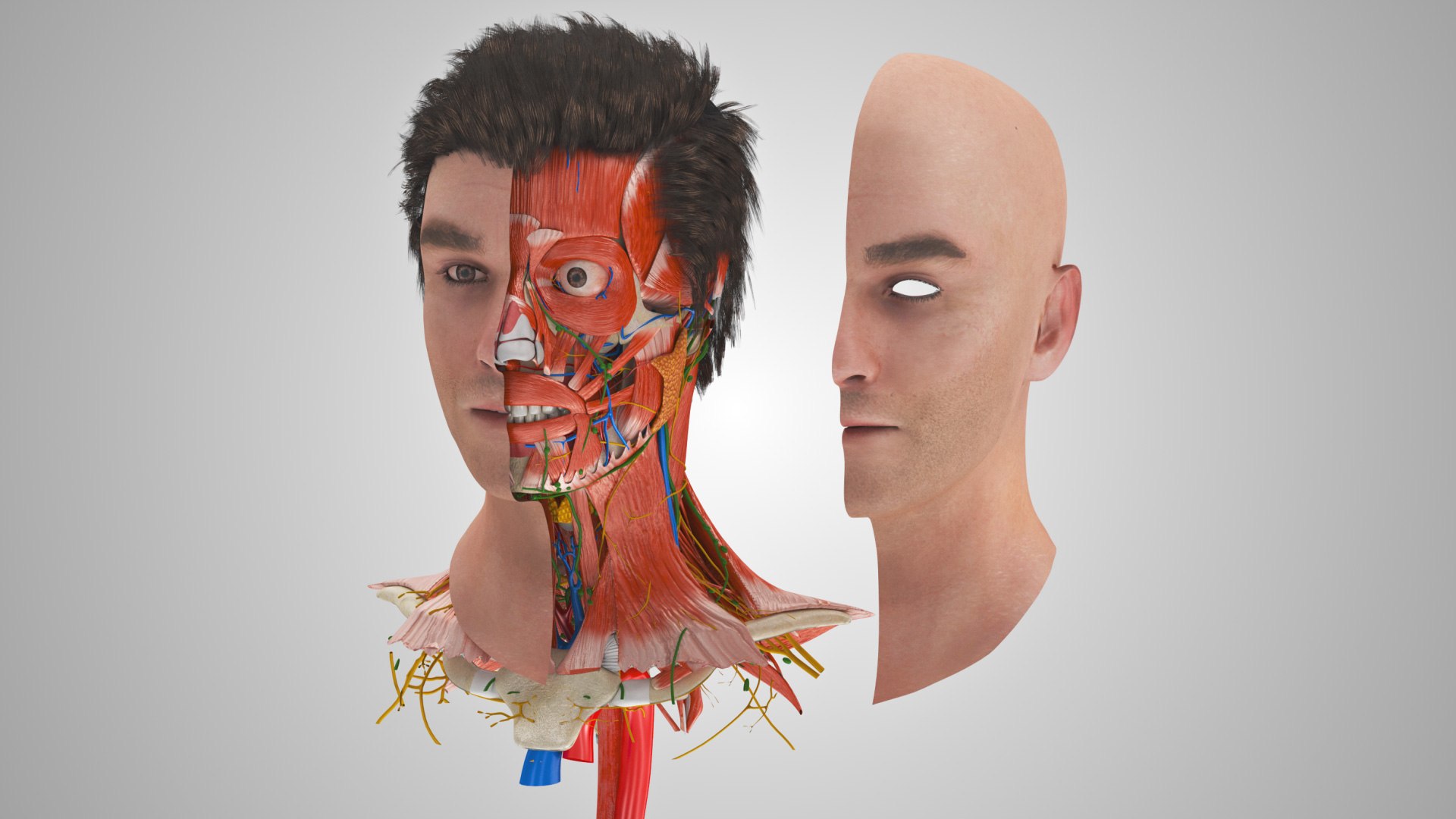 3D model Full human head anatomy https://p.turbosquid.com/ts-thumb/5c/nRsAX9/Kx/humanheadanatomy_00110/jpg/1657565089/1920x1080/fit_q87/dd6e9d5b131b952aad8b53b1a4bdd7d4ad1c3448/humanheadanatomy_00110.jpg