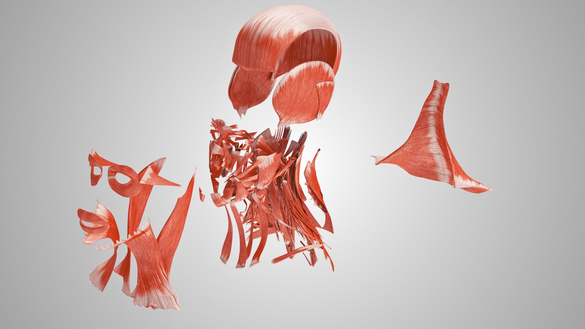 3D model Full human head anatomy https://p.turbosquid.com/ts-thumb/5c/nRsAX9/Mc/humanheadanatomy_00104/jpg/1657565083/1920x1080/fit_q87/e232517a93f245f656fc496a2fe0e6dd877e765b/humanheadanatomy_00104.jpg