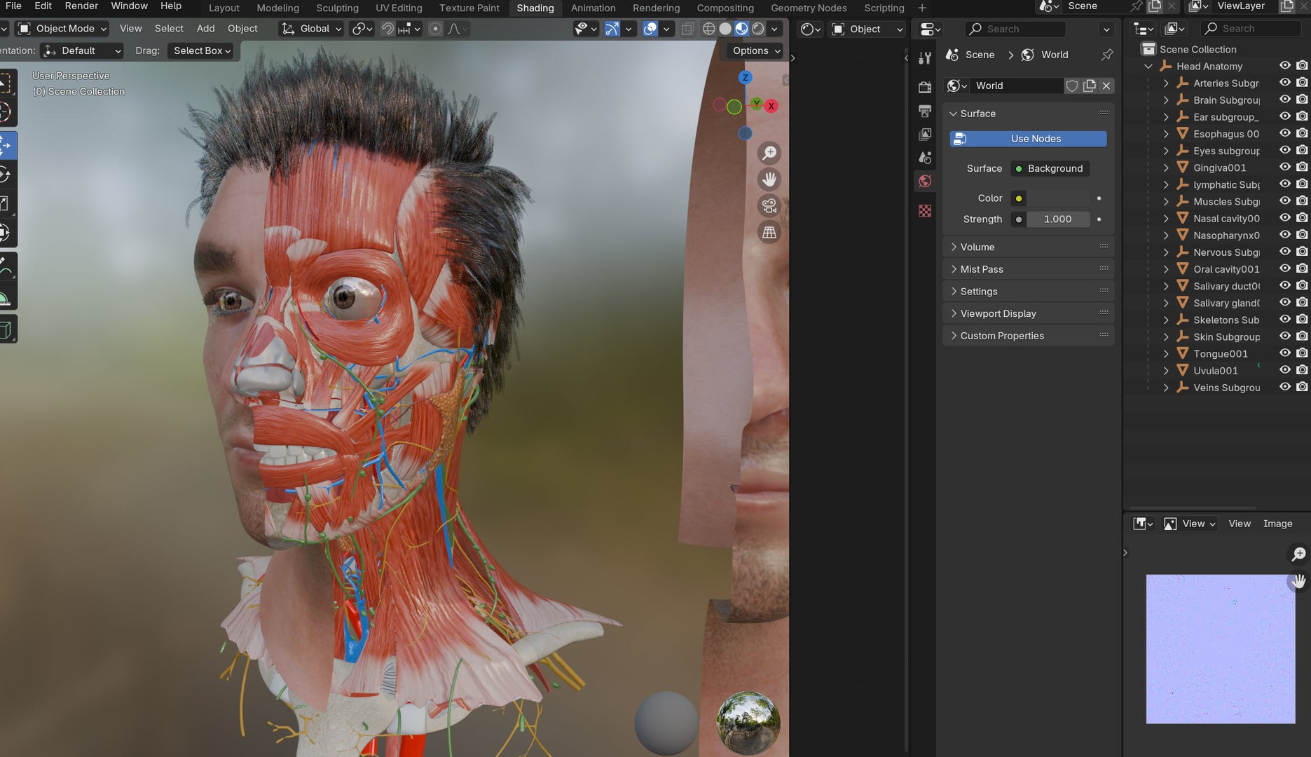 3D model Full human head anatomy https://p.turbosquid.com/ts-thumb/5c/nRsAX9/Np/humanheadfullanatomy/jpg/1763811749/1920x1080/fit_q87/81f8de7587fe986f2863187deeb5ae083d93a48e/humanheadfullanatomy.jpg