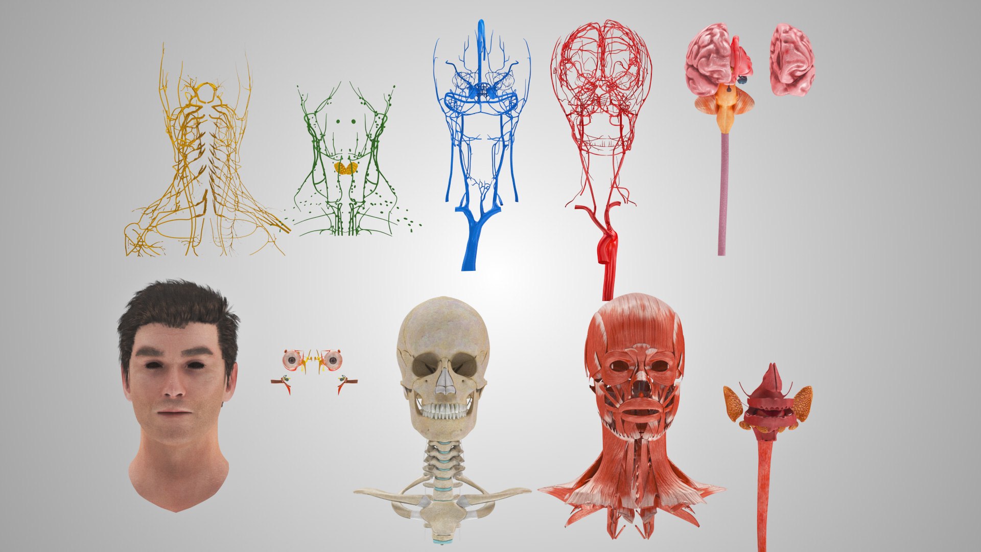 3D model Full human head anatomy https://p.turbosquid.com/ts-thumb/5c/nRsAX9/RP/humanheadanatomy_00082/jpg/1657565063/1920x1080/fit_q87/4006a3d4f38b585c34b4fd724e3f30614c24794f/humanheadanatomy_00082.jpg