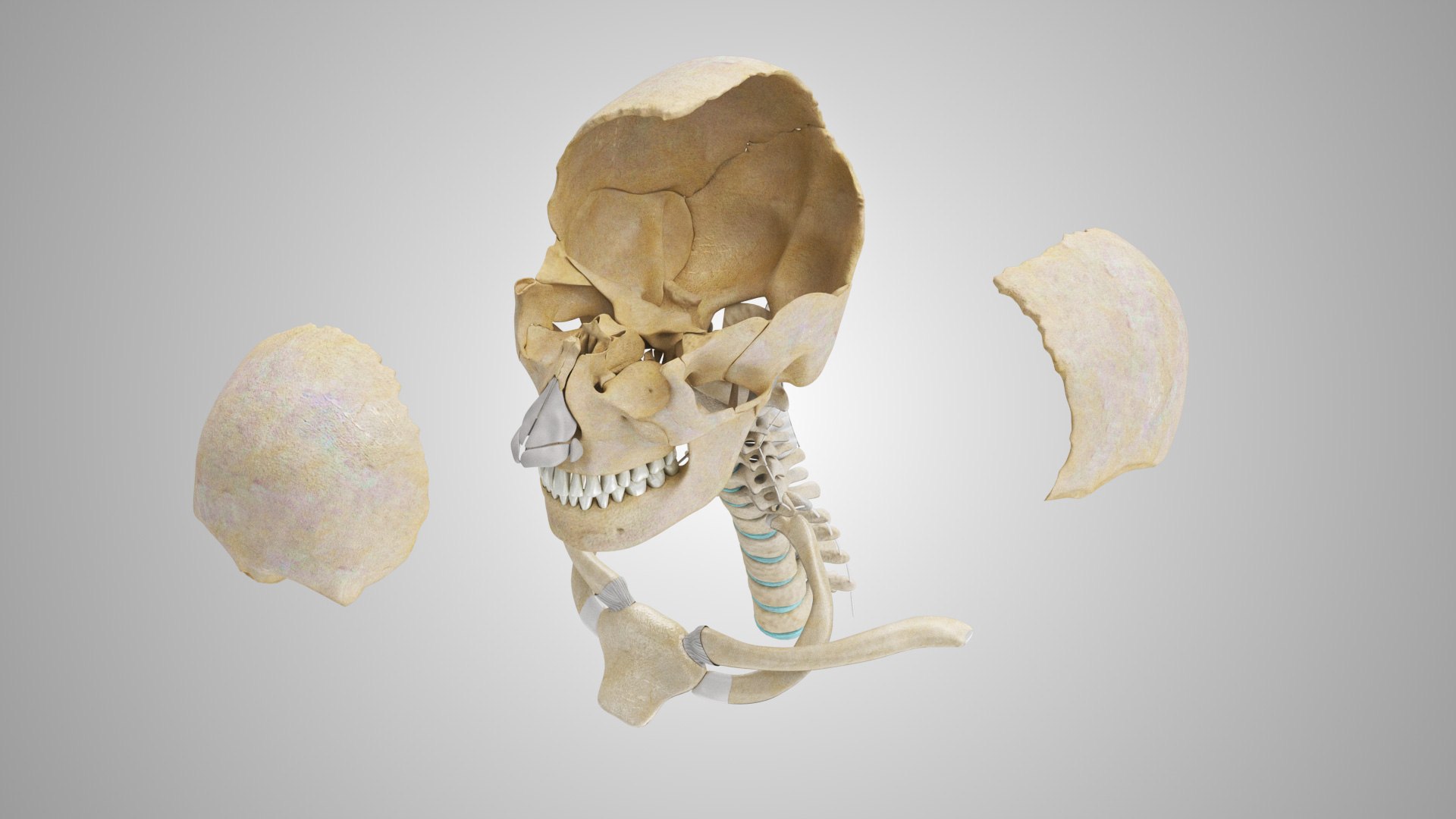 3D model Full human head anatomy https://p.turbosquid.com/ts-thumb/5c/nRsAX9/Si/humanheadanatomy_00100/jpg/1657565081/1920x1080/fit_q87/bf29f3f5a8afaea84014aa5862378b62c4895544/humanheadanatomy_00100.jpg