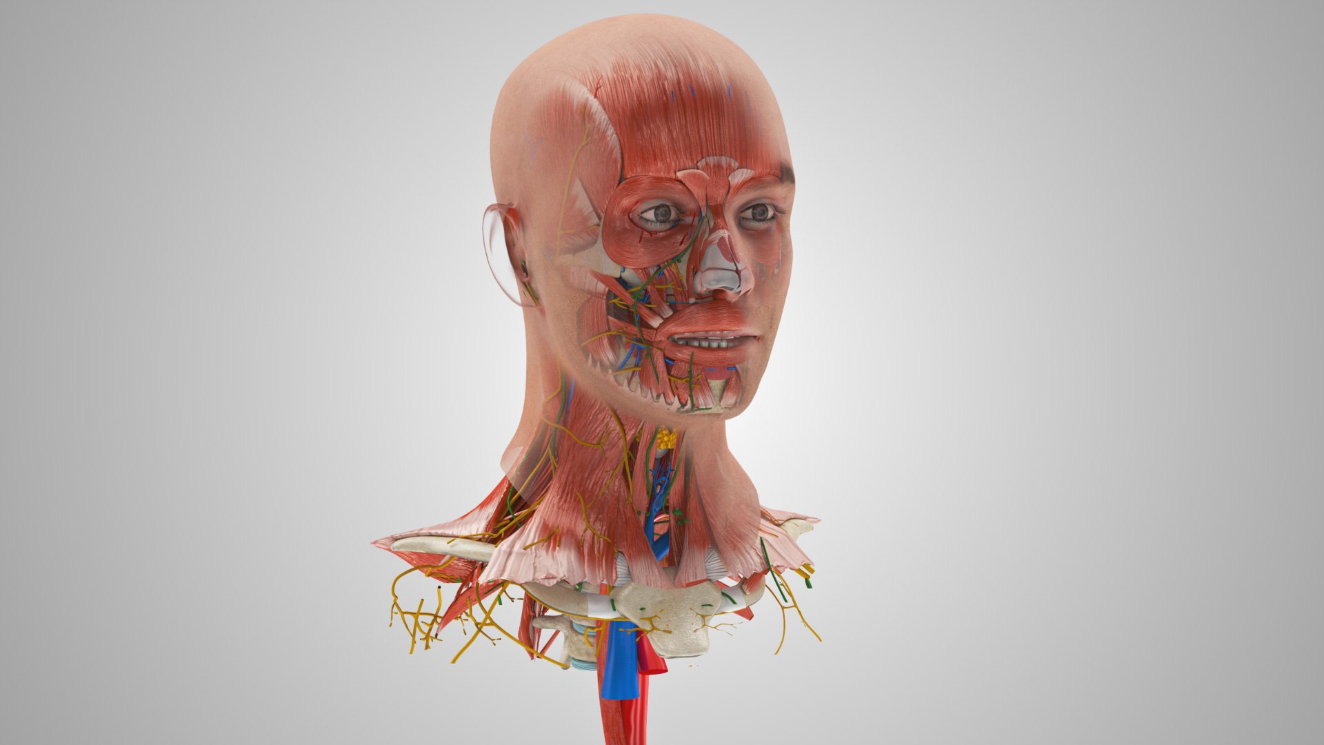 3D model Full human head anatomy https://p.turbosquid.com/ts-thumb/5c/nRsAX9/V6/humanheadanatomy_00111/jpg/1657565089/1920x1080/fit_q87/cf0467efc17144c342c5e777bbe7d885fdaa3eea/humanheadanatomy_00111.jpg