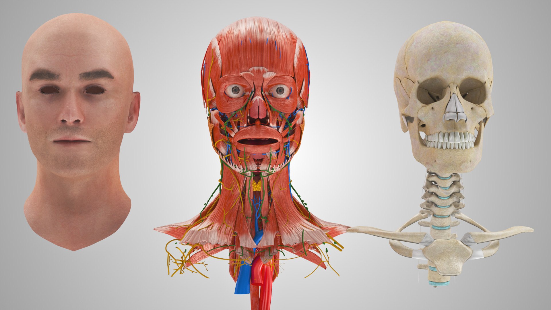 3D model Full human head anatomy https://p.turbosquid.com/ts-thumb/5c/nRsAX9/X2/humanheadanatomy_00075/jpg/1657565059/1920x1080/fit_q87/7fa2f3ecfa46eb6383722d56aac0df1b24c33b83/humanheadanatomy_00075.jpg