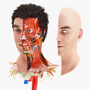 3D model Full human head anatomy