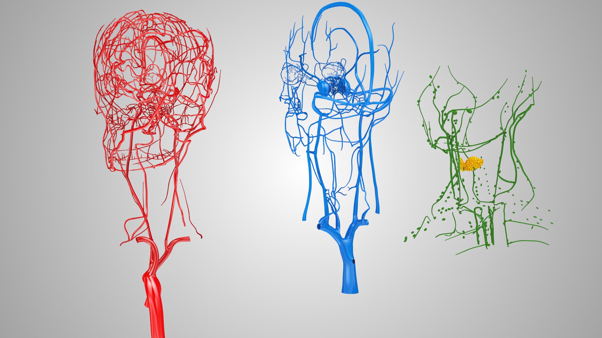 3D model Full human head anatomy https://p.turbosquid.com/ts-thumb/5c/nRsAX9/XQ/humanheadanatomy_00109/jpg/1657565089/1920x1080/fit_q87/0645e5ee39764db103094a789da669d6d67227df/humanheadanatomy_00109.jpg