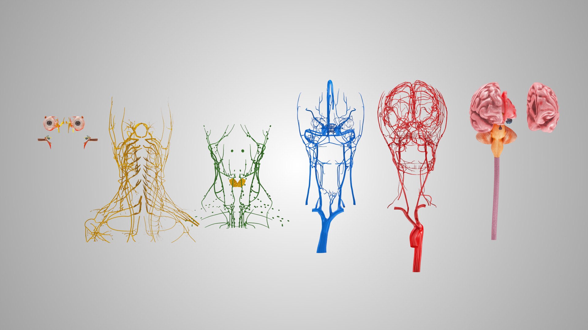 3D model Full human head anatomy https://p.turbosquid.com/ts-thumb/5c/nRsAX9/YH/humanheadanatomy_00081/jpg/1657565061/1920x1080/fit_q87/50f2dc47dc2d91914ca1d4a3c04047fa7a738ff2/humanheadanatomy_00081.jpg