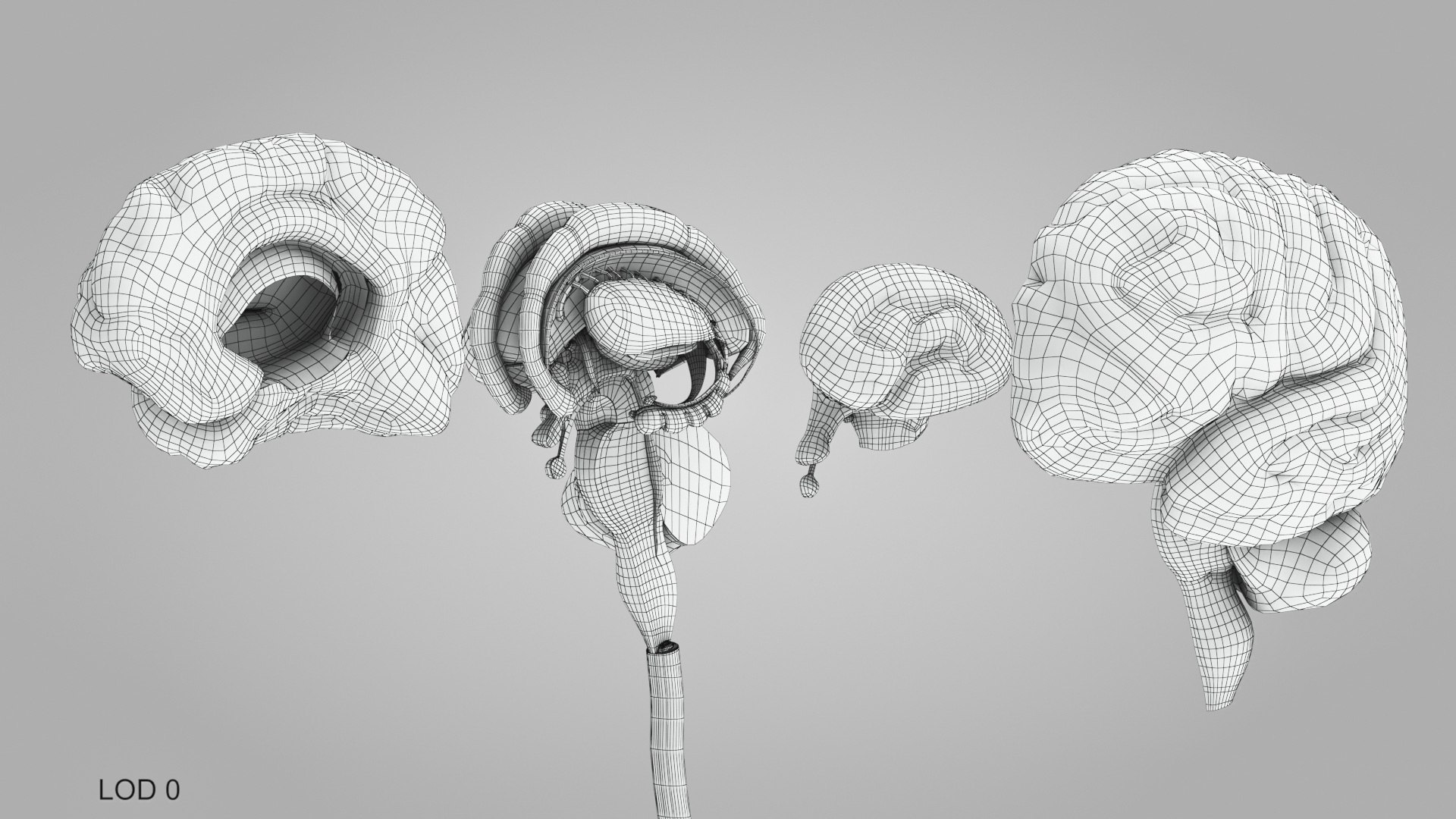 3D model Full human head anatomy https://p.turbosquid.com/ts-thumb/5c/nRsAX9/Za/humanheadanatomy_00025/jpg/1657565251/1920x1080/fit_q87/9b72f4f0cb4e2ba8f6487d864557db1a5a1be94a/humanheadanatomy_00025.jpg