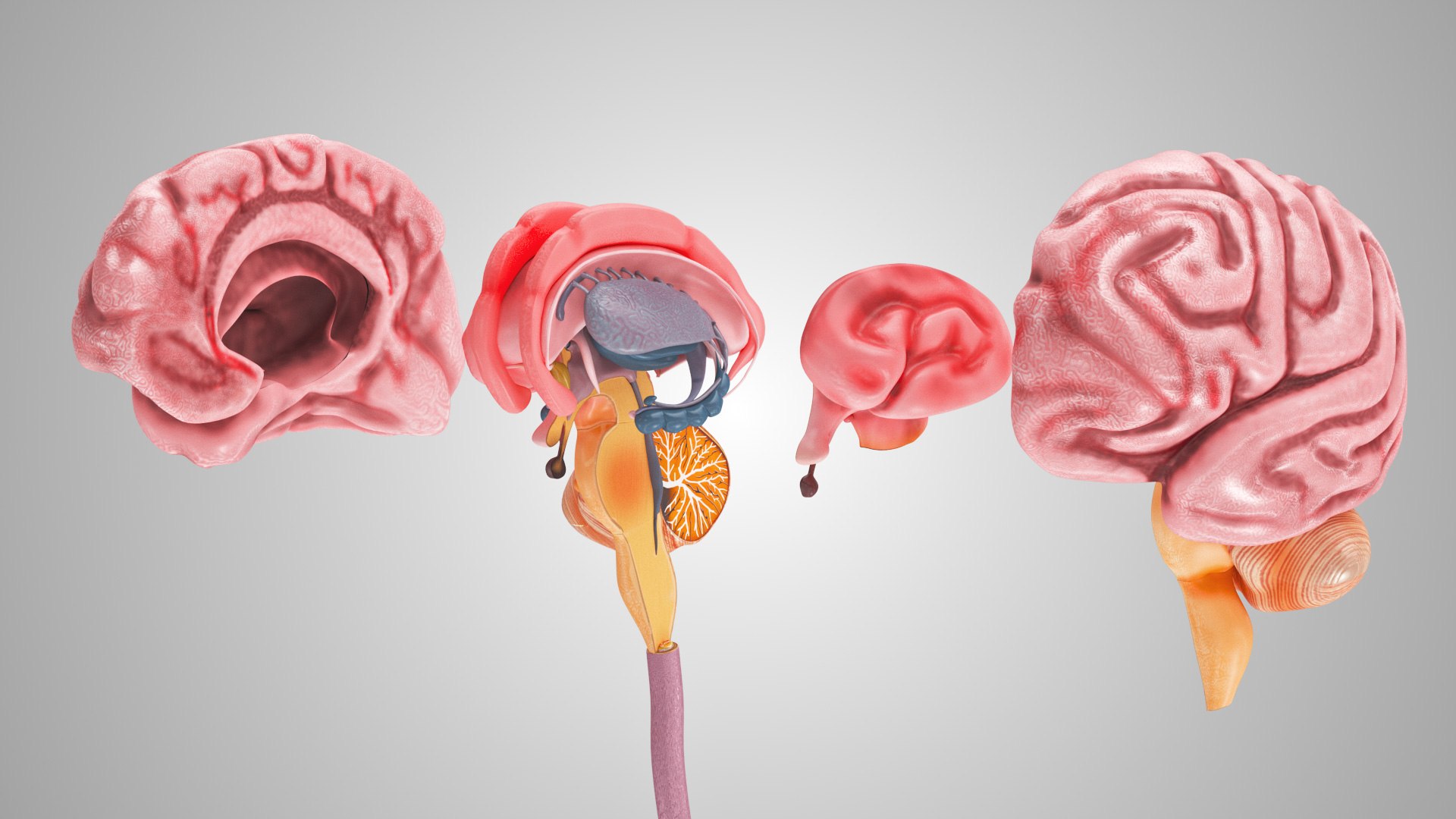 3D model Full human head anatomy https://p.turbosquid.com/ts-thumb/5c/nRsAX9/ee/humanheadanatomy_00093/jpg/1657565072/1920x1080/fit_q87/b507be389f31c8232d9d2caf28140ce046c79f05/humanheadanatomy_00093.jpg