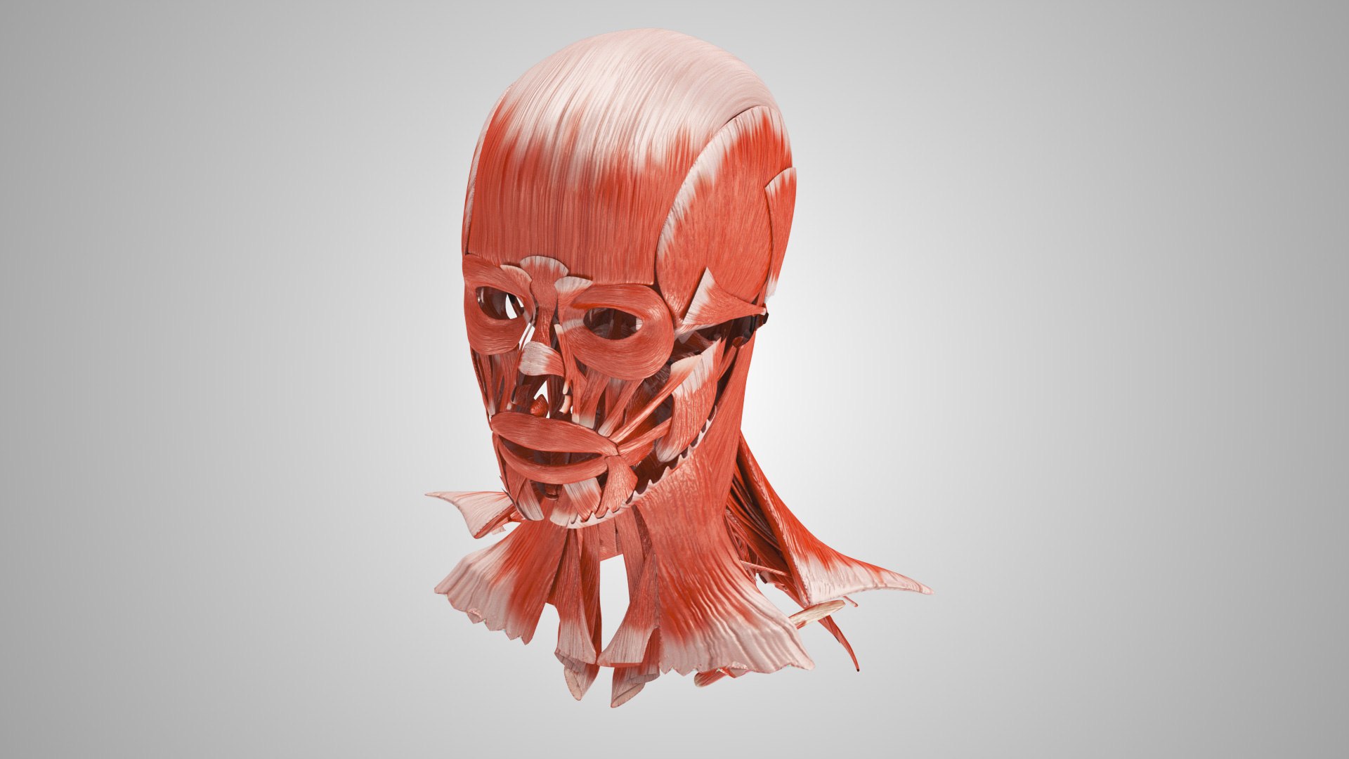 3D model Full human head anatomy https://p.turbosquid.com/ts-thumb/5c/nRsAX9/fa/humanheadanatomy_00101/jpg/1657565082/1920x1080/fit_q87/94508fa60d85888363ae19b75c09c6a4a1f255d4/humanheadanatomy_00101.jpg