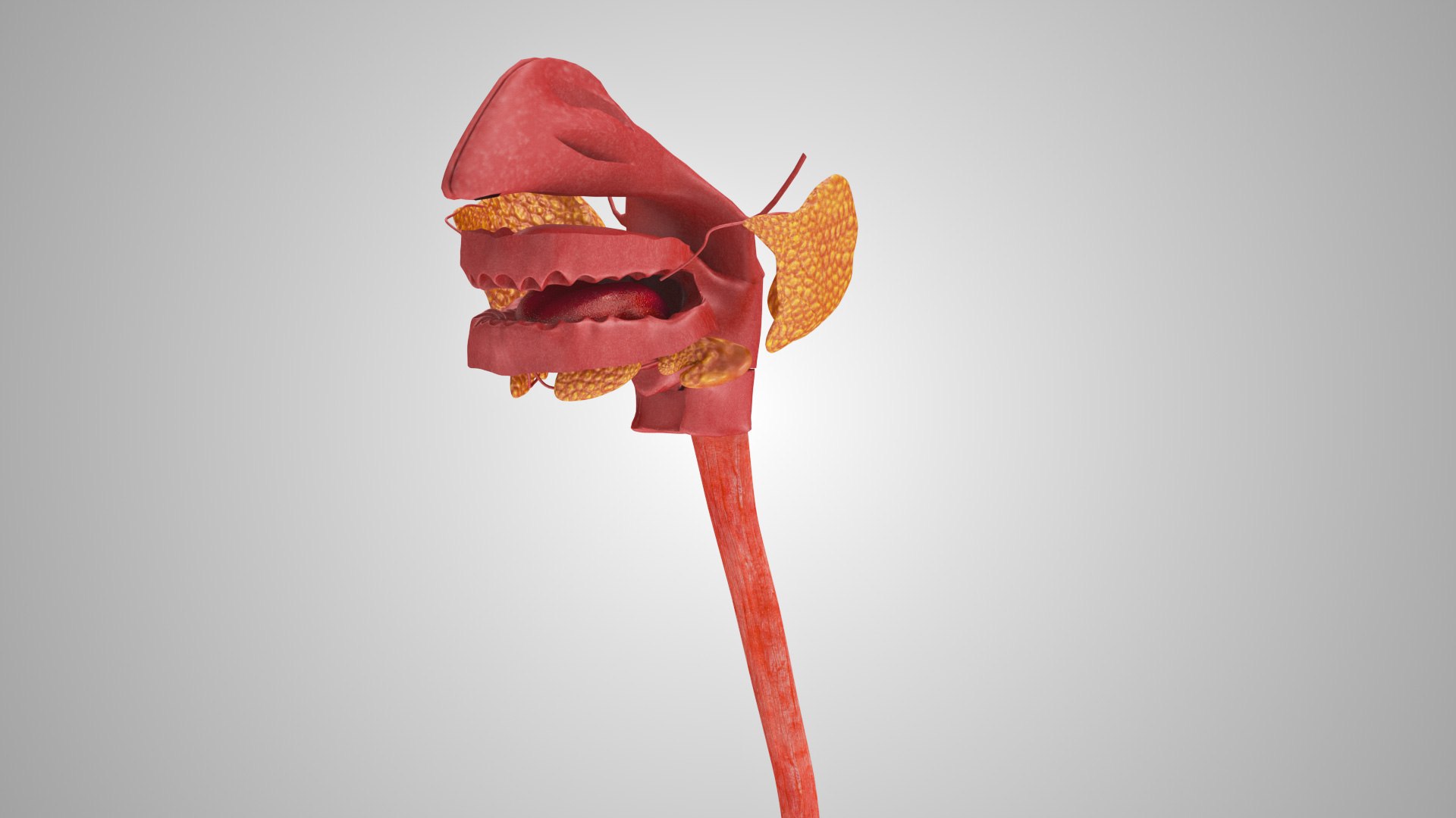 3D model Full human head anatomy https://p.turbosquid.com/ts-thumb/5c/nRsAX9/gU/humanheadanatomy_00094/jpg/1657565078/1920x1080/fit_q87/ce182ecc0c81914f6d9523105c4f69727c014968/humanheadanatomy_00094.jpg