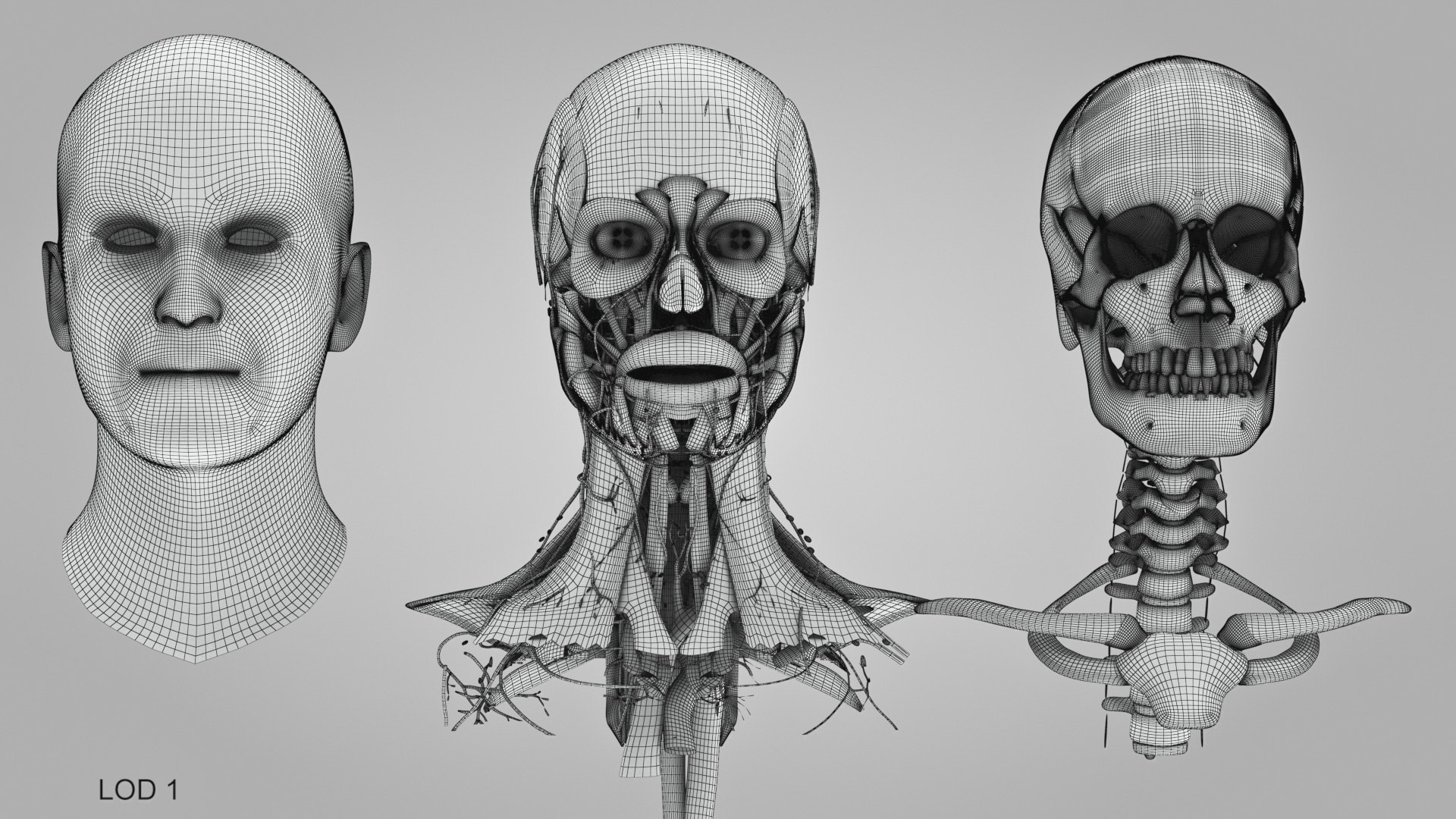3D model Full human head anatomy https://p.turbosquid.com/ts-thumb/5c/nRsAX9/h6/humanheadanatomy_00024/jpg/1657565250/1920x1080/fit_q87/13c5433c9a87e512dc60c05f59eb165db4d9d691/humanheadanatomy_00024.jpg
