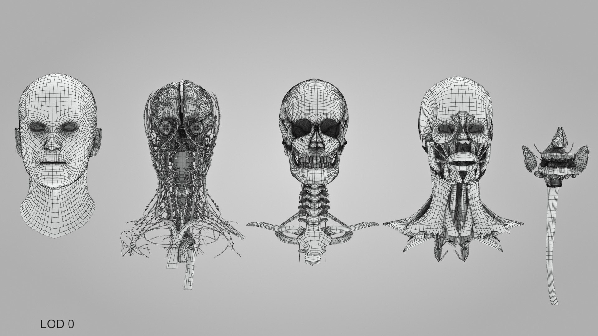 3D model Full human head anatomy https://p.turbosquid.com/ts-thumb/5c/nRsAX9/jn/humanheadanatomy_00063/jpg/1657565338/1920x1080/fit_q87/771507ac8fe667a90168ec795316cfbba8b2912e/humanheadanatomy_00063.jpg