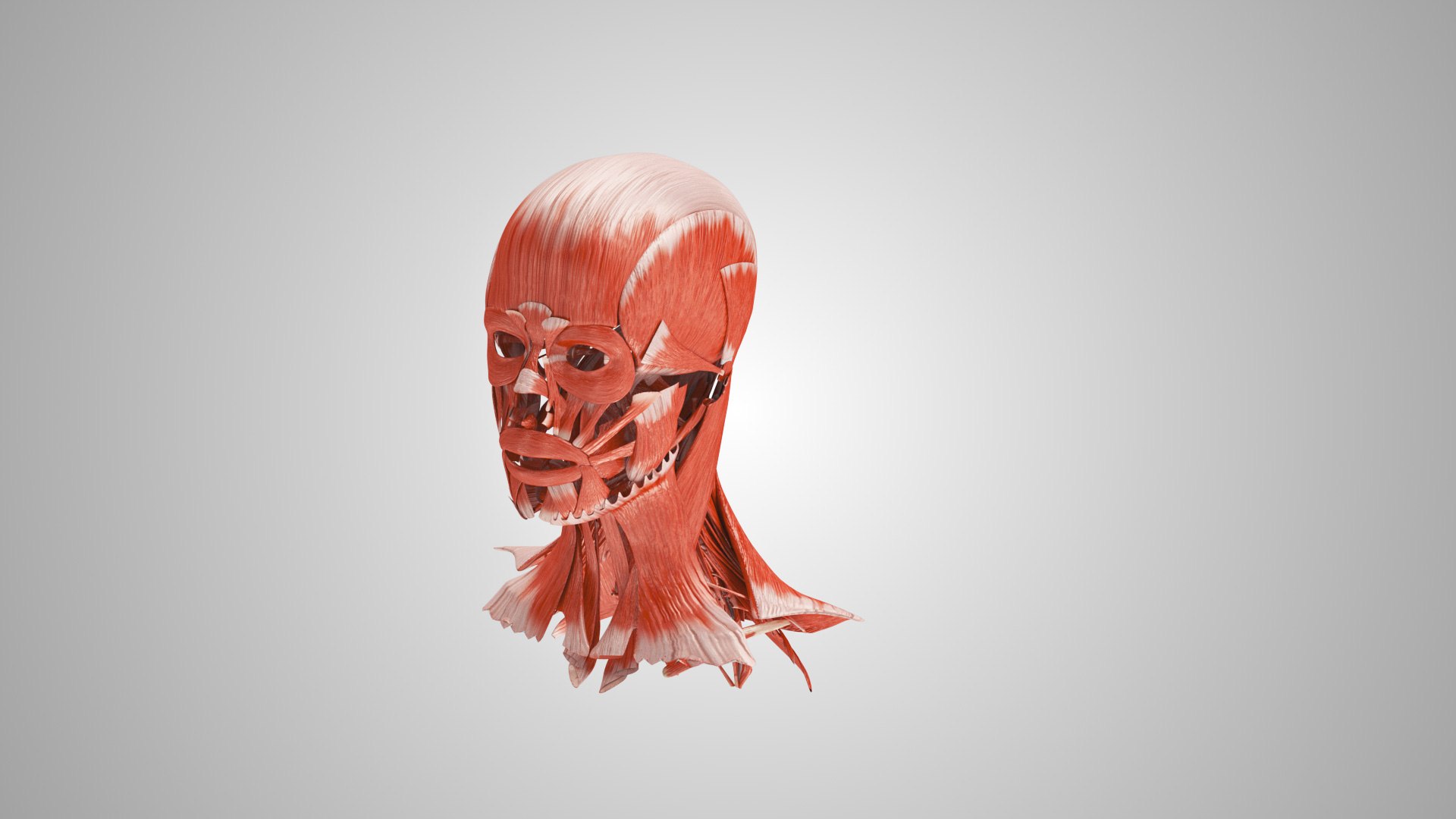 3D model Full human head anatomy https://p.turbosquid.com/ts-thumb/5c/nRsAX9/mQ/humanheadanatomy_00105/jpg/1657565083/1920x1080/fit_q87/18bfc55116a6164ea7f035c3433072ab17c073eb/humanheadanatomy_00105.jpg