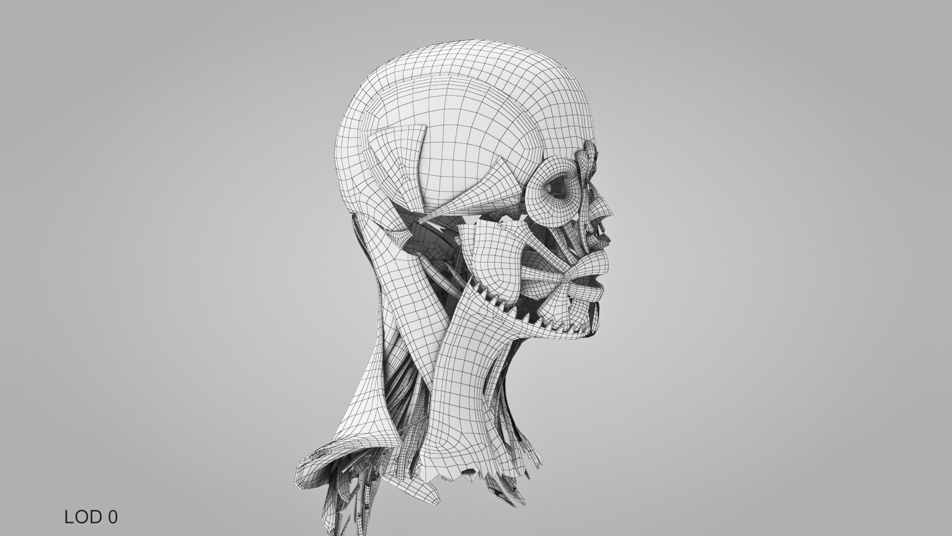3D model Full human head anatomy https://p.turbosquid.com/ts-thumb/5c/nRsAX9/mS/humanheadanatomy_00049/jpg/1657565302/1920x1080/fit_q87/14a42f5f6f842135688dcd771ef43024f456e13f/humanheadanatomy_00049.jpg