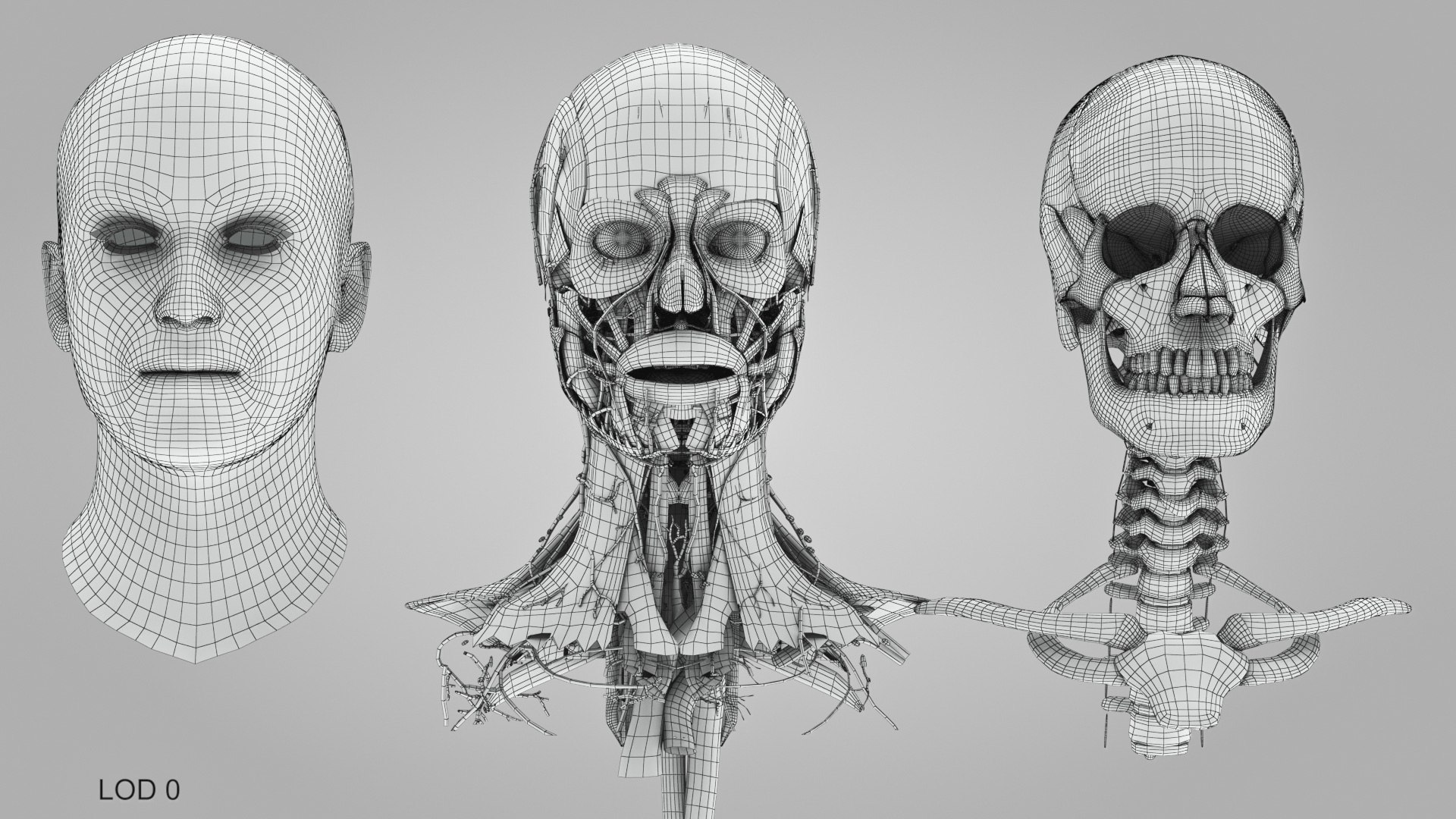 3D model Full human head anatomy https://p.turbosquid.com/ts-thumb/5c/nRsAX9/nO/humanheadanatomy_00023/jpg/1657565249/1920x1080/fit_q87/d44f0ab9c86f2d6afcb481ba79458100af4f7768/humanheadanatomy_00023.jpg