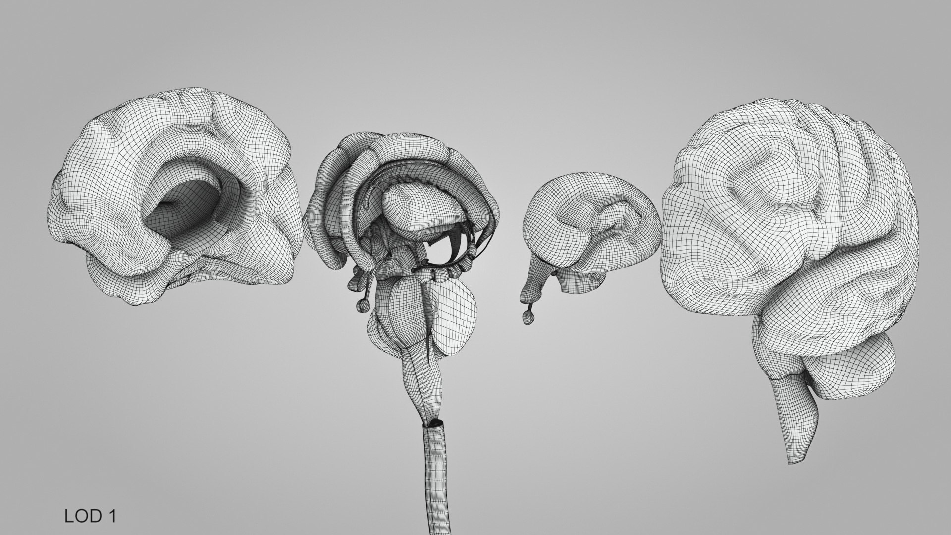 3D model Full human head anatomy https://p.turbosquid.com/ts-thumb/5c/nRsAX9/os/humanheadanatomy_00026/jpg/1657565255/1920x1080/fit_q87/2fc59a8d5698aaeac46187f53482e1e36498fbc7/humanheadanatomy_00026.jpg