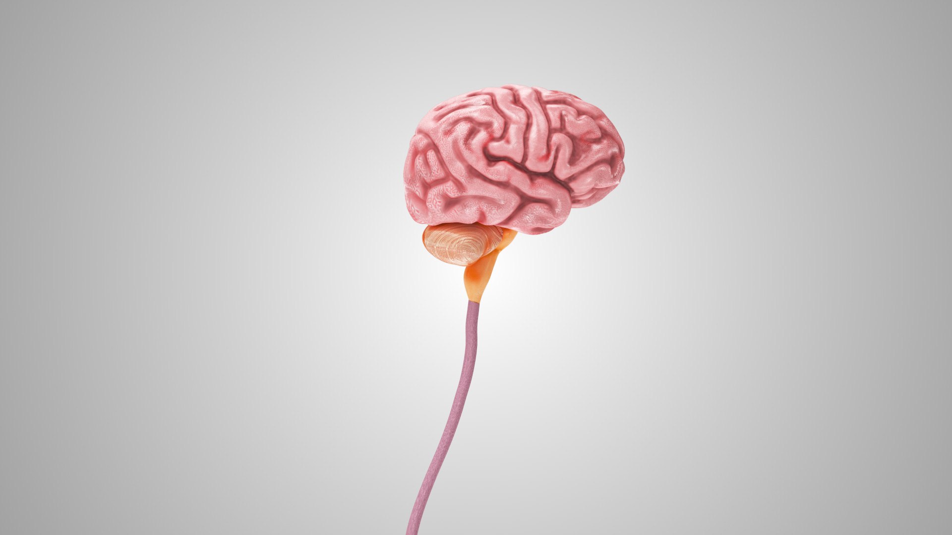 3D model Full human head anatomy https://p.turbosquid.com/ts-thumb/5c/nRsAX9/qe/humanheadanatomy_00091/jpg/1657565072/1920x1080/fit_q87/cbf5cd0a62fbbe6c272a470fa8678369c128a771/humanheadanatomy_00091.jpg
