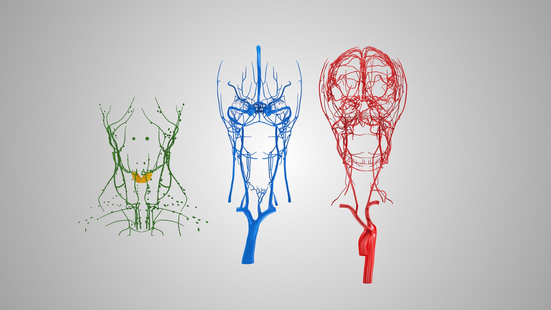 3D model Full human head anatomy https://p.turbosquid.com/ts-thumb/5c/nRsAX9/sB/humanheadanatomy_00107/jpg/1657565085/1920x1080/fit_q87/5451e34cd70e695fc1fc0706c1012e98f77577d9/humanheadanatomy_00107.jpg