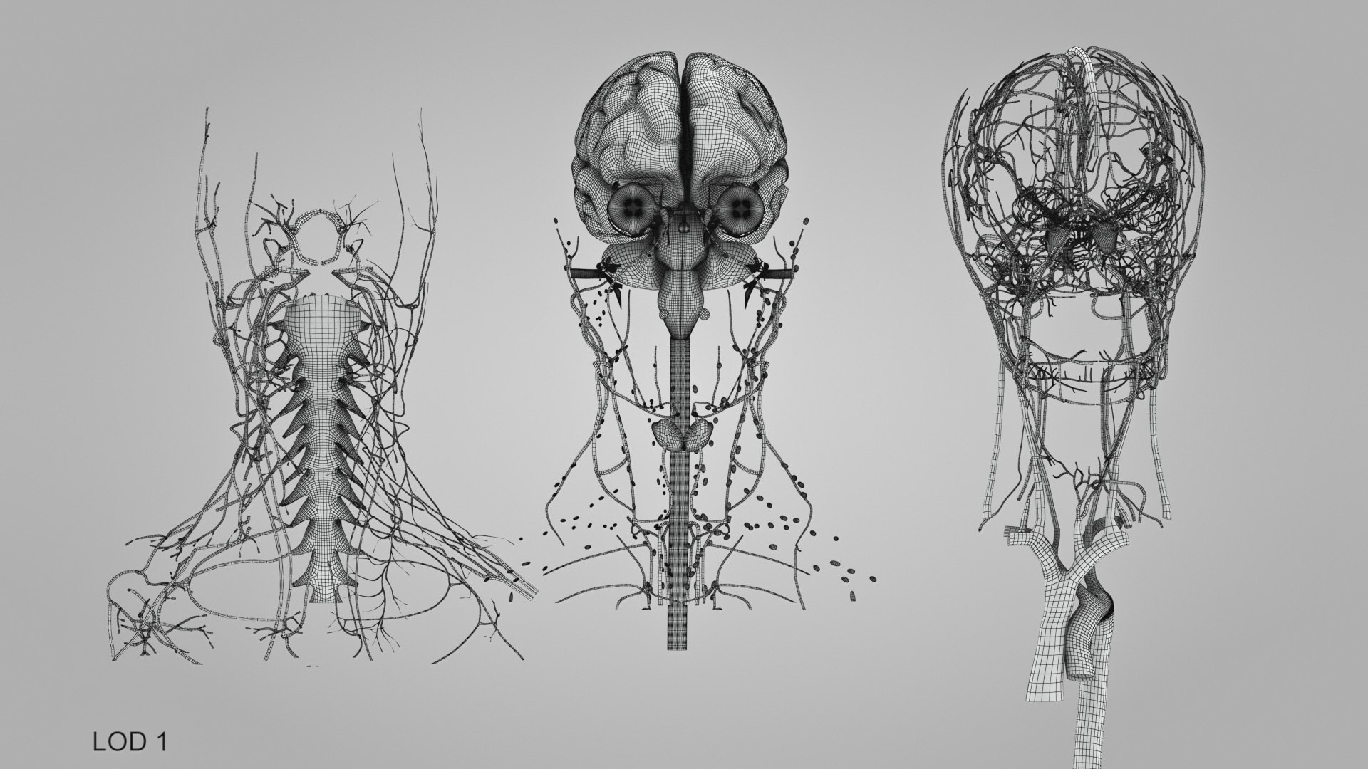3D model Full human head anatomy https://p.turbosquid.com/ts-thumb/5c/nRsAX9/tB/humanheadanatomy_00068/jpg/1657565354/1920x1080/fit_q87/c387e984cd50270cec15427fbeb9a13dbf53aa2d/humanheadanatomy_00068.jpg