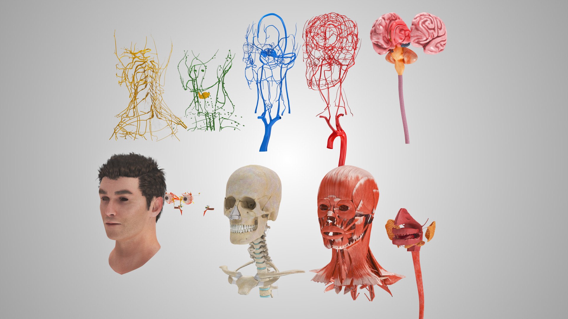 3D model Full human head anatomy https://p.turbosquid.com/ts-thumb/5c/nRsAX9/ts/humanheadanatomy_00084/jpg/1657565064/1920x1080/fit_q87/6008a8686e5b0f4386fe285db037b62b04f7f0e6/humanheadanatomy_00084.jpg
