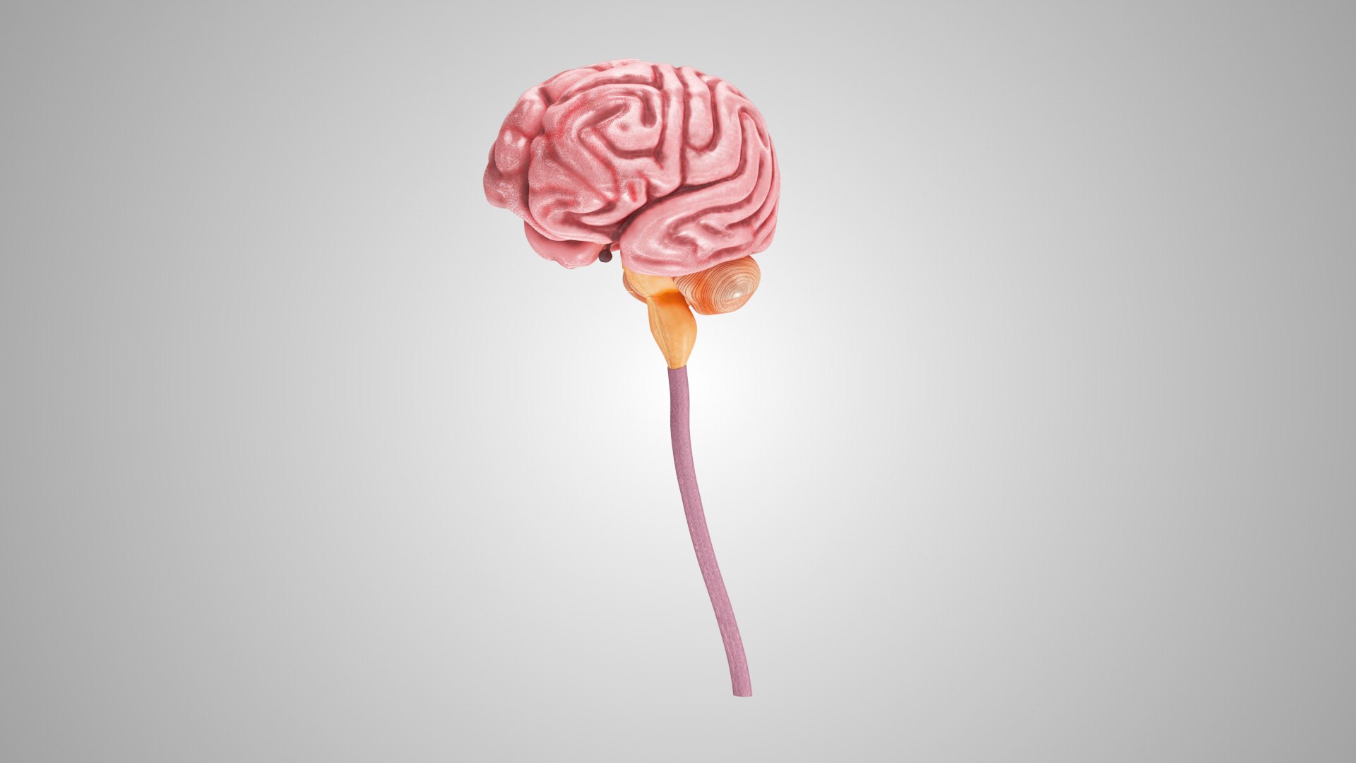 3D model Full human head anatomy https://p.turbosquid.com/ts-thumb/5c/nRsAX9/uZ/humanheadanatomy_00090/jpg/1657565069/1920x1080/fit_q87/59ae40b6f34fe4f29d7f1bfb412c1a337add50e0/humanheadanatomy_00090.jpg