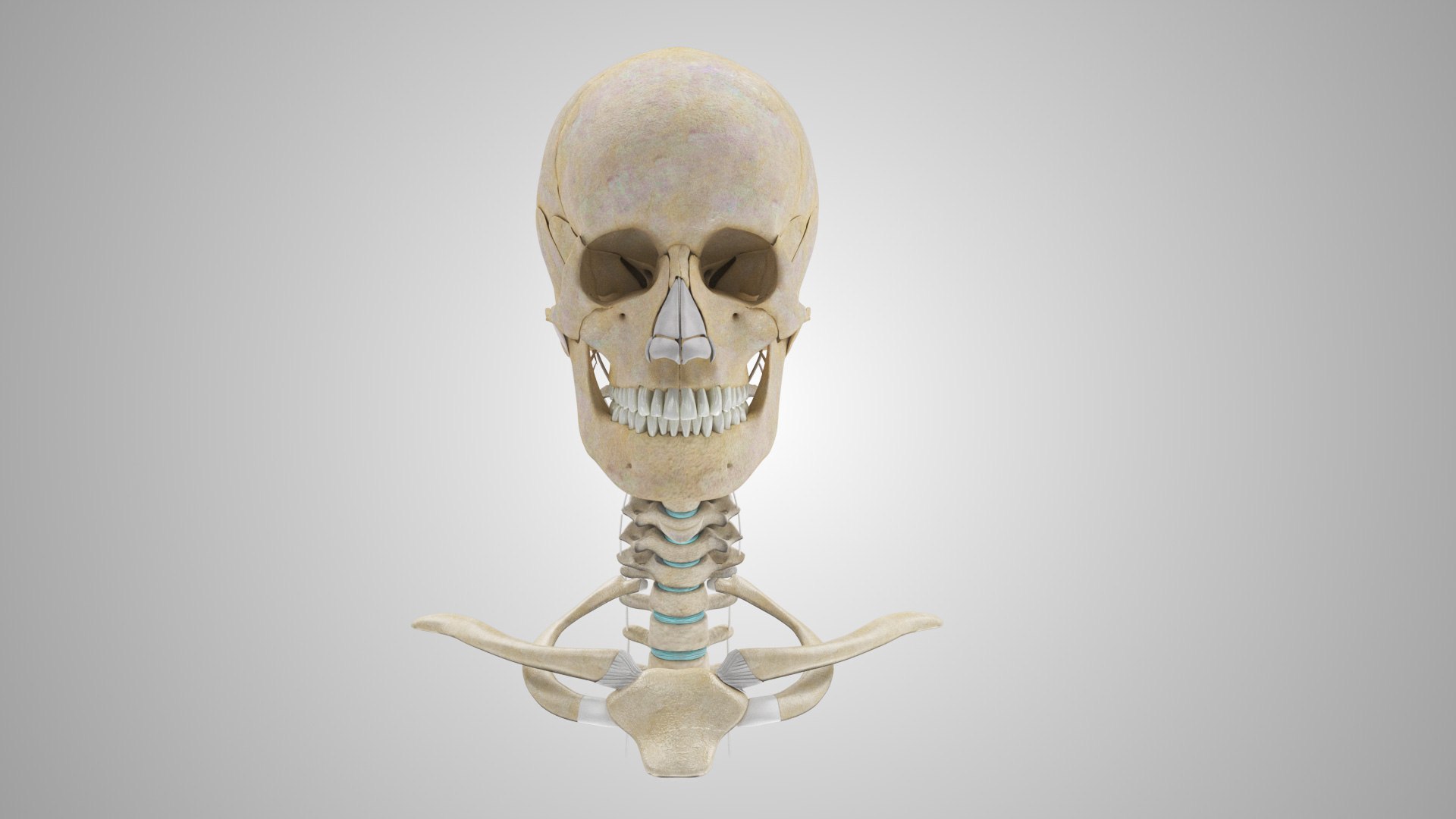 3D model Full human head anatomy https://p.turbosquid.com/ts-thumb/5c/nRsAX9/vD/humanheadanatomy_00099/jpg/1657565080/1920x1080/fit_q87/0d64a7fbf07f900265c88fbba57b2d28baefa598/humanheadanatomy_00099.jpg