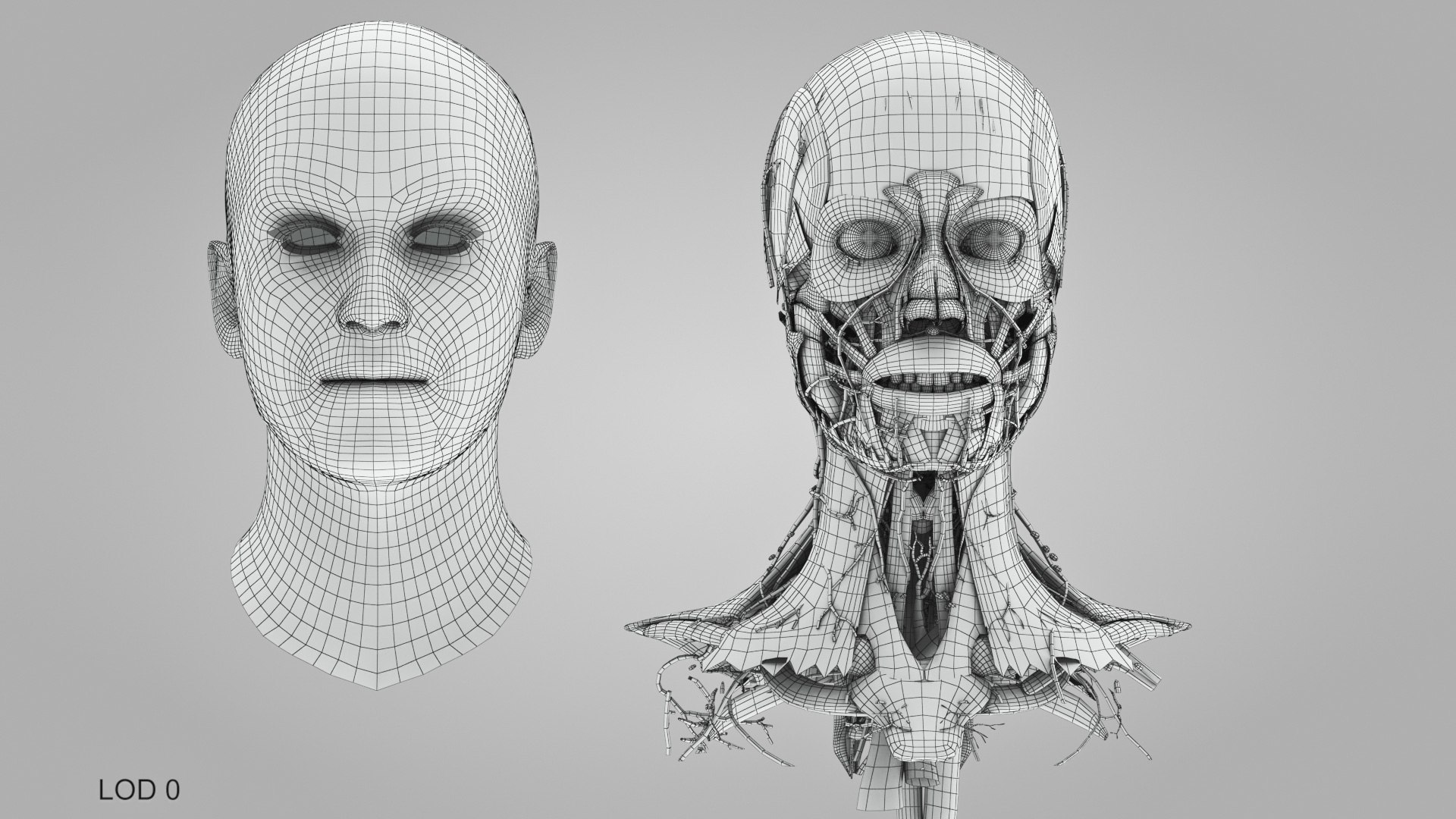 3D model Full human head anatomy https://p.turbosquid.com/ts-thumb/5c/nRsAX9/xb/humanheadanatomy_00001/jpg/1657565213/1920x1080/fit_q87/6e1b812360ebdbb7caf6f3ba7d320a693a354b1a/humanheadanatomy_00001.jpg