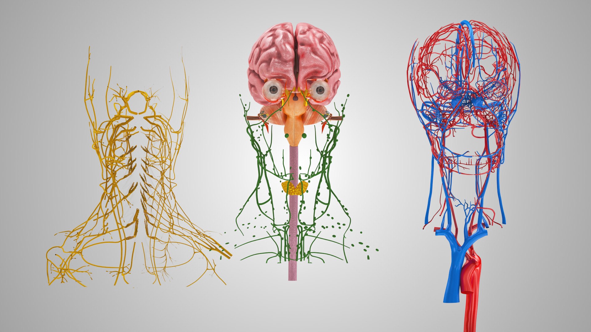 3D model Full human head anatomy https://p.turbosquid.com/ts-thumb/5c/nRsAX9/y8/humanheadanatomy_00079/jpg/1657565060/1920x1080/fit_q87/c9b263062f71b049fb5de3f830bcb1df60a054d1/humanheadanatomy_00079.jpg