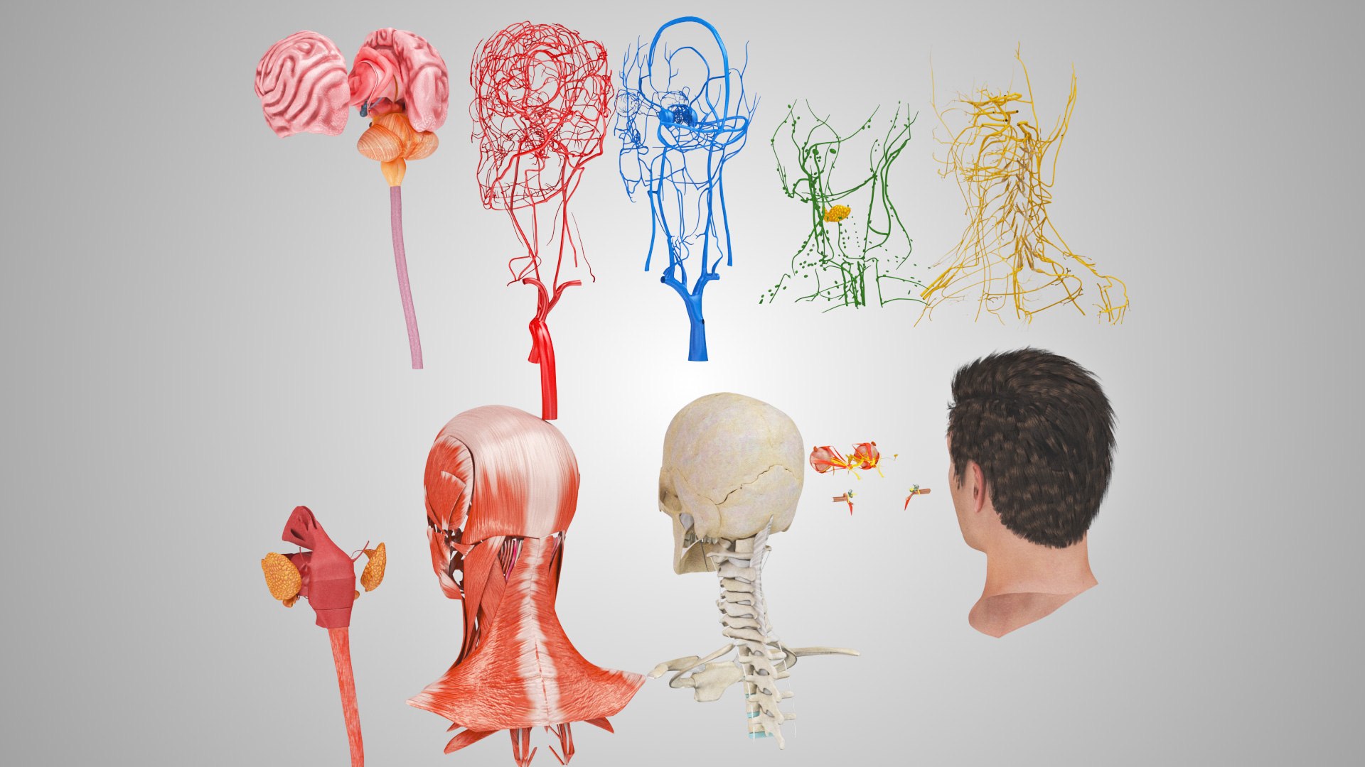 3D model Full human head anatomy https://p.turbosquid.com/ts-thumb/5c/nRsAX9/y9/humanheadanatomy_00083/jpg/1657565063/1920x1080/fit_q87/19531e0691c63cc7f1bd6402a695e96cf444223f/humanheadanatomy_00083.jpg