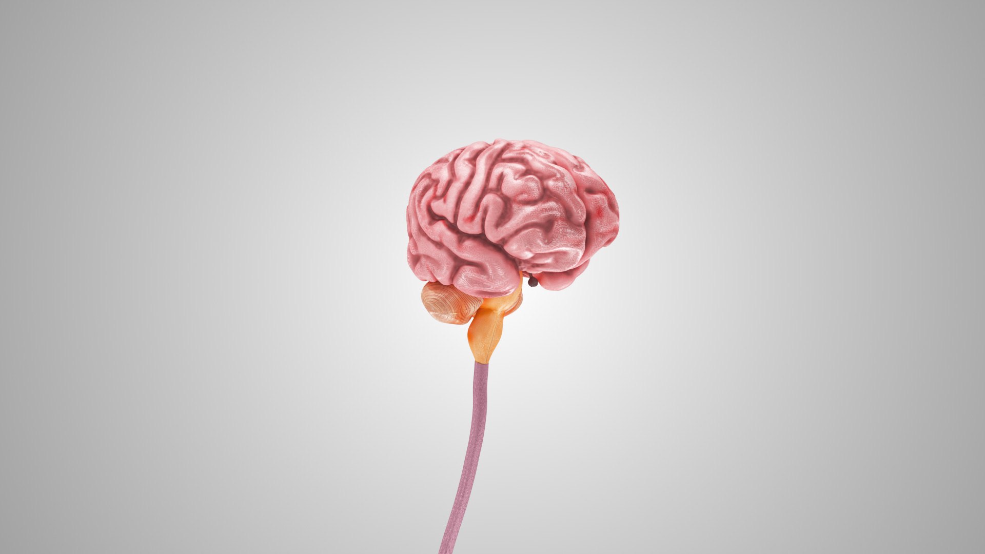 3D model Full human head anatomy https://p.turbosquid.com/ts-thumb/5c/nRsAX9/zM/humanheadanatomy_00092/jpg/1657565072/1920x1080/fit_q87/3e0f1dccda9e242681c8ac16461461d6b3448930/humanheadanatomy_00092.jpg