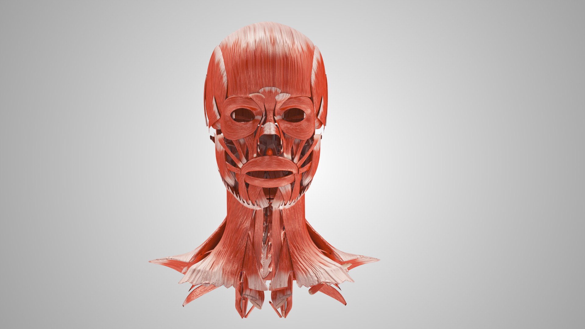 3D model Full human head anatomy https://p.turbosquid.com/ts-thumb/5c/nRsAX9/zO/humanheadanatomy_00102/jpg/1657565082/1920x1080/fit_q87/009a22f52499bf7c494d1d65104bc7e529ddd51b/humanheadanatomy_00102.jpg