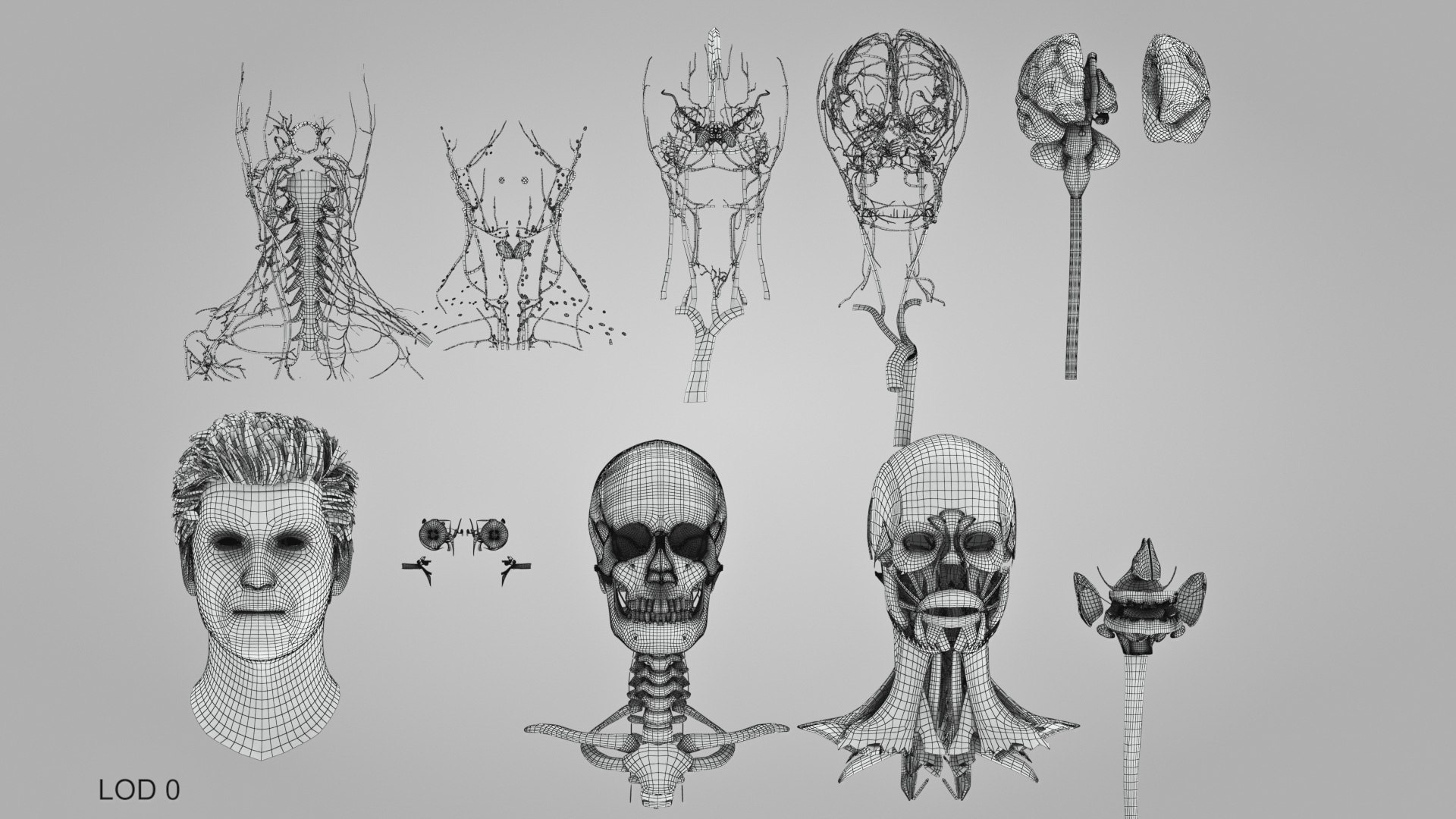3D model Full human head anatomy https://p.turbosquid.com/ts-thumb/5c/nRsAX9/zs/humanheadanatomy_00073/jpg/1657565370/1920x1080/fit_q87/60be92a704c0429ec5c980f3a8e72e6f9e233083/humanheadanatomy_00073.jpg