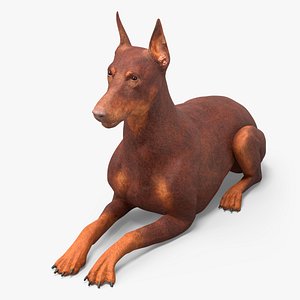 Doberman Dog Brown Lying Down